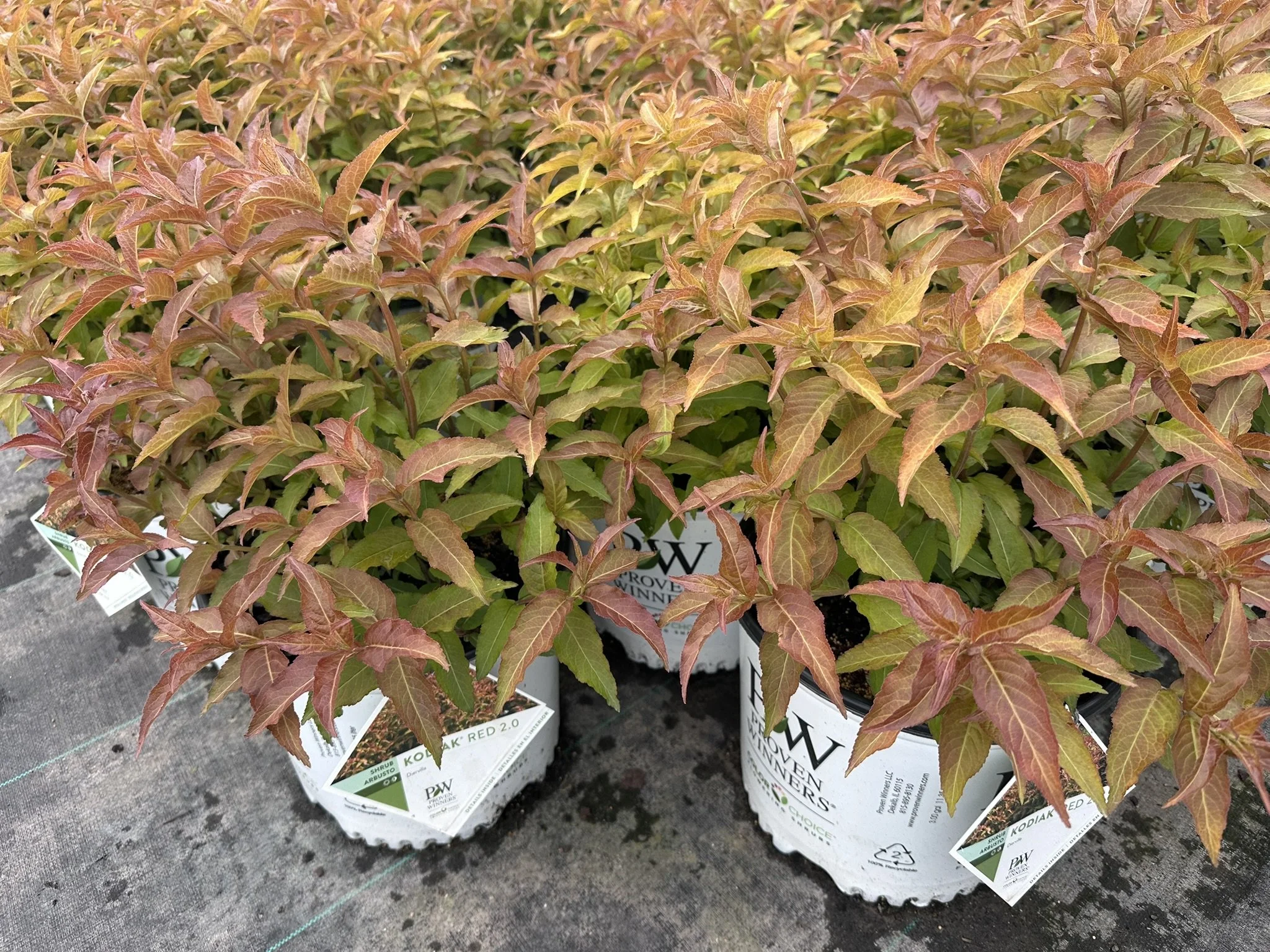 Diervilla x splendens Kodiak® Red 2.0 'SMNDSD' PP35792