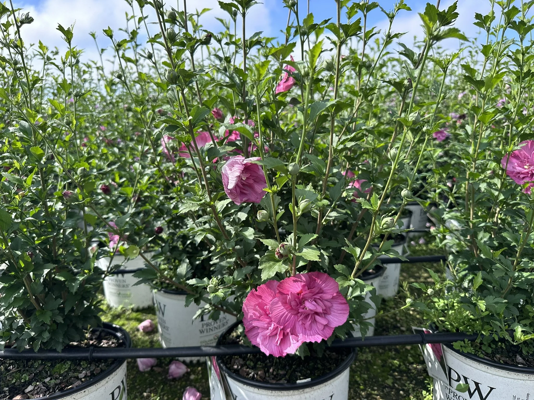 Hibiscus syriacus Magenta Chiffon® 'Rwoods5' PP29683