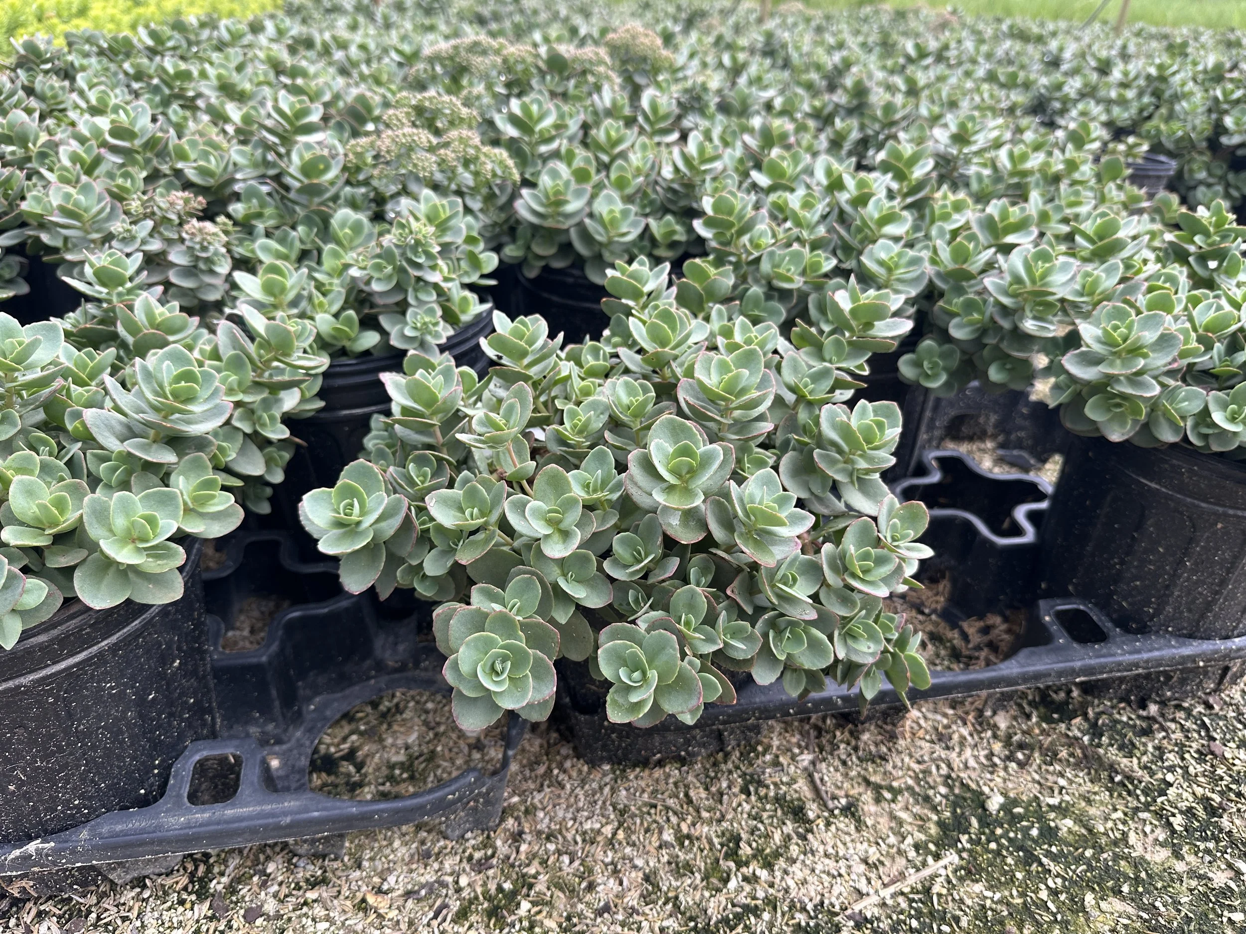 Sedum Lime Zinger.JPG