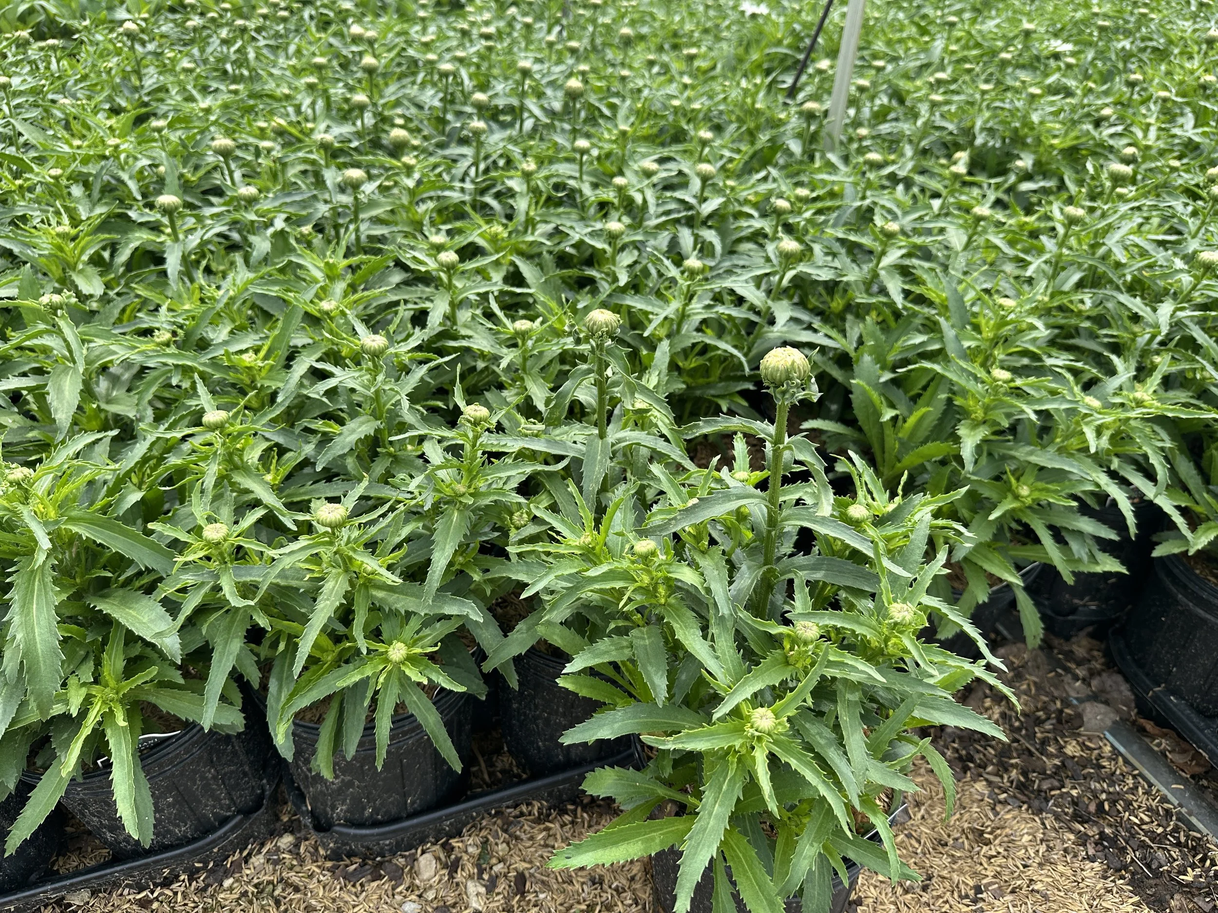 Leucanthemum Flower Power.JPG