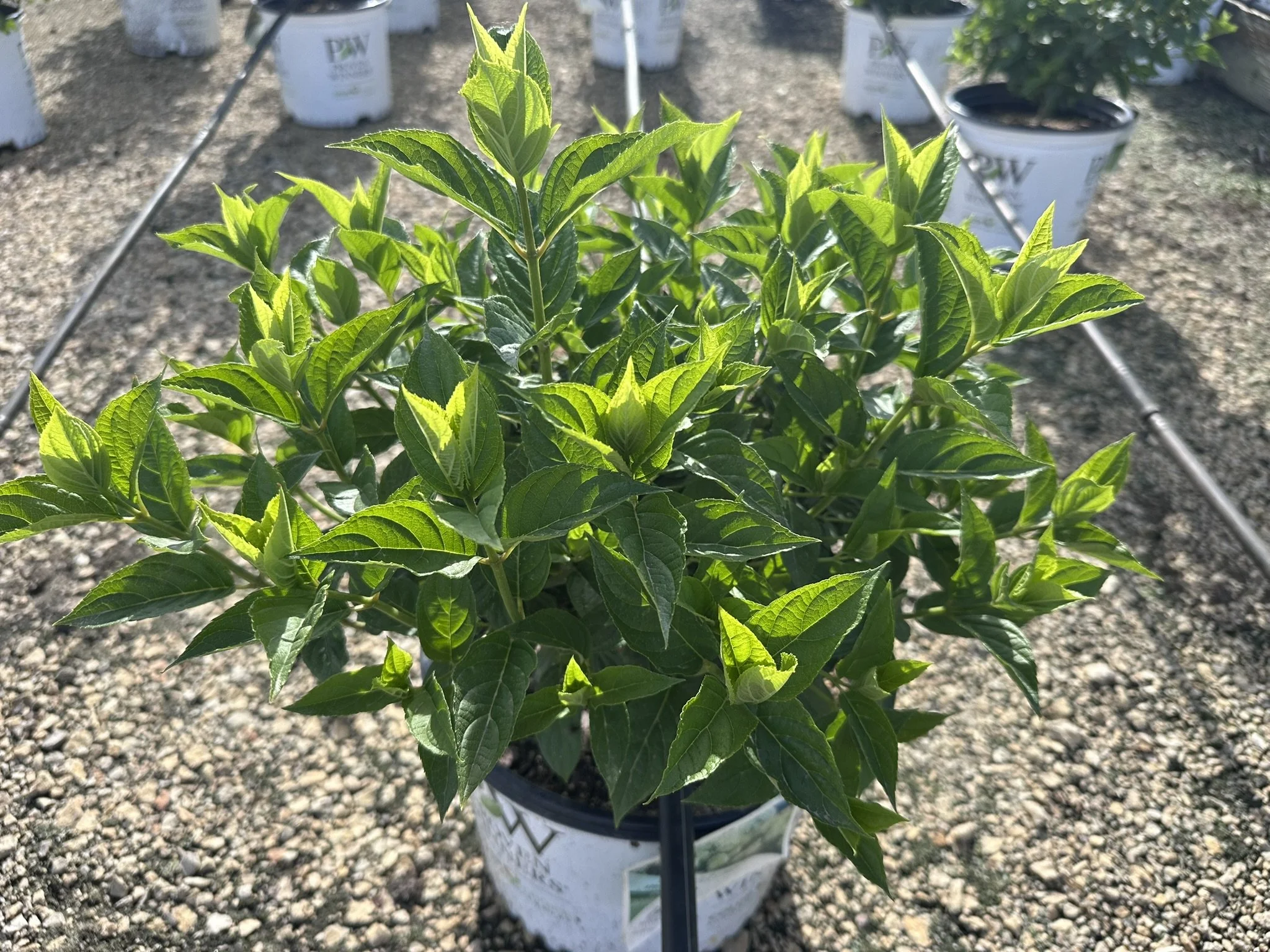Hydrangea paniculata Little Lime® 'Jane' PP22330