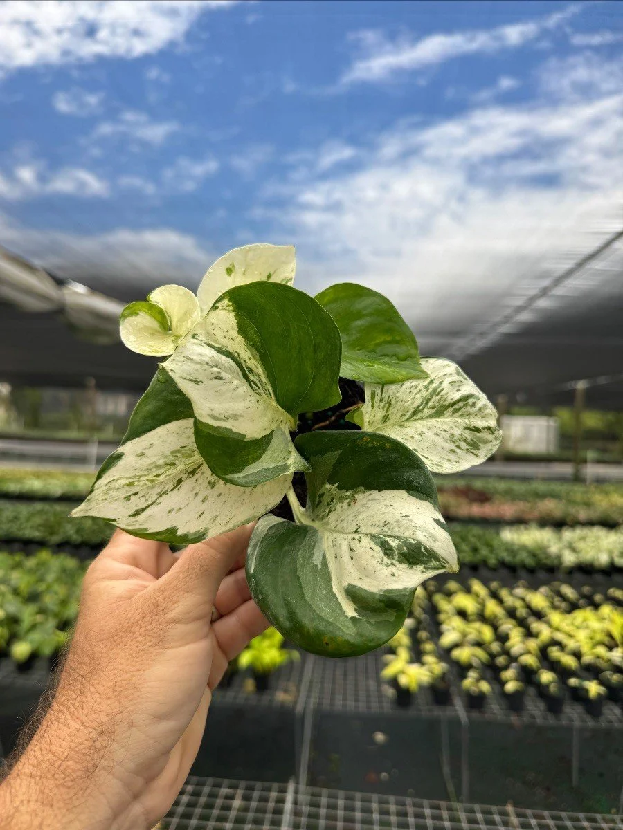 Pothos Majula