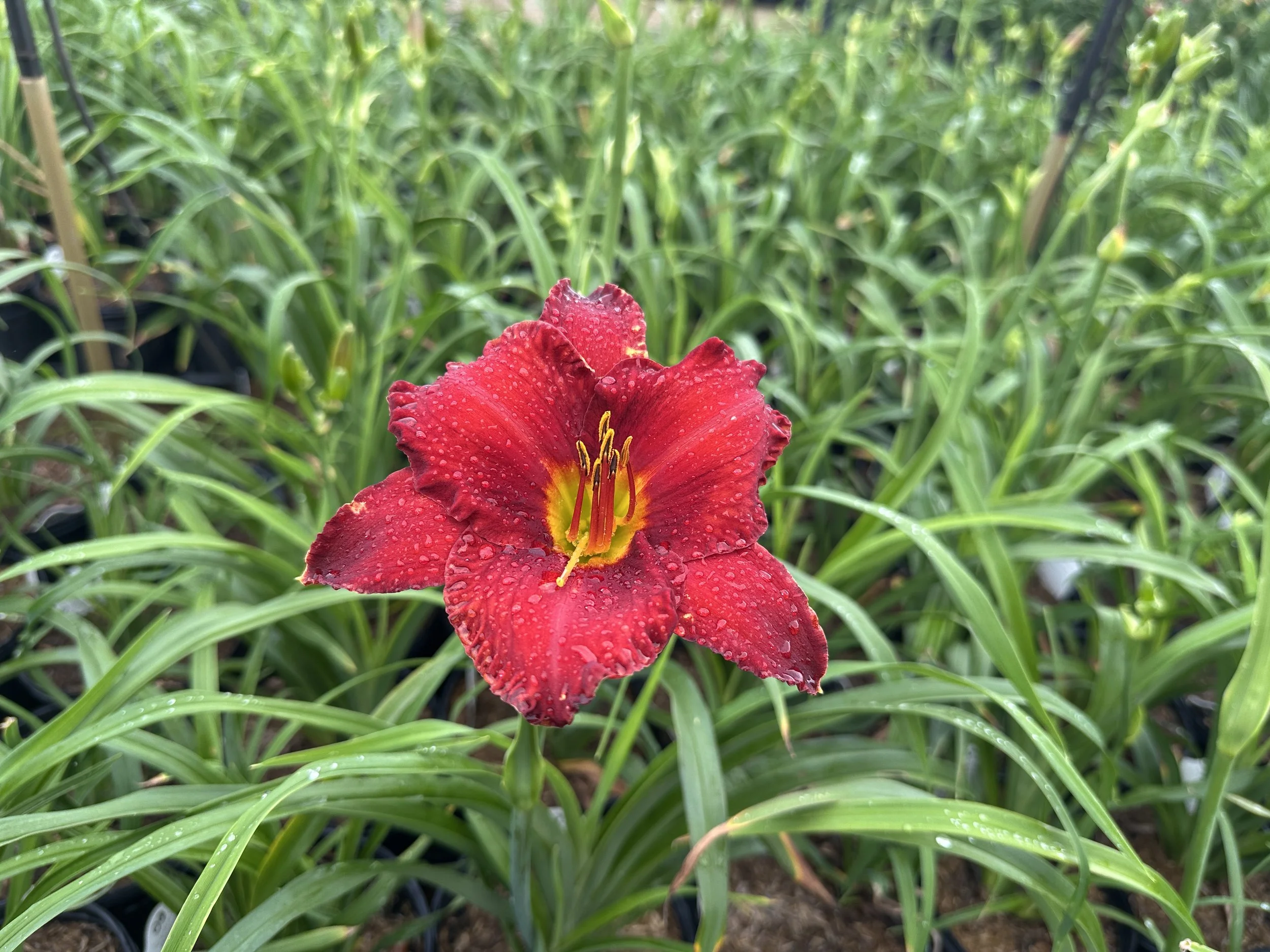 Hemerocallis 'Chicago Apache'