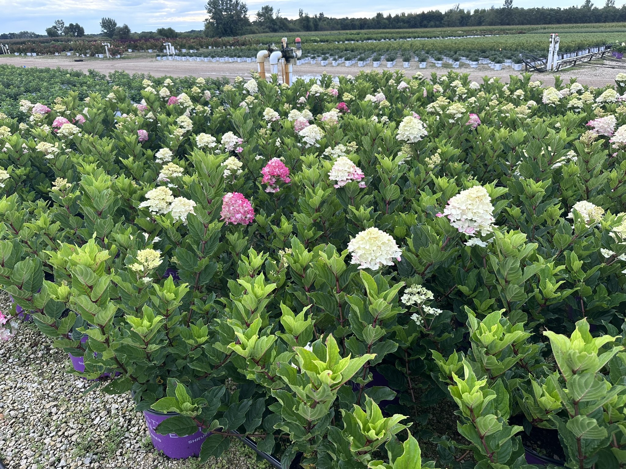 Hydrangea paniculata Spring Sizzle® 'BAILPANTHREE' PP36526