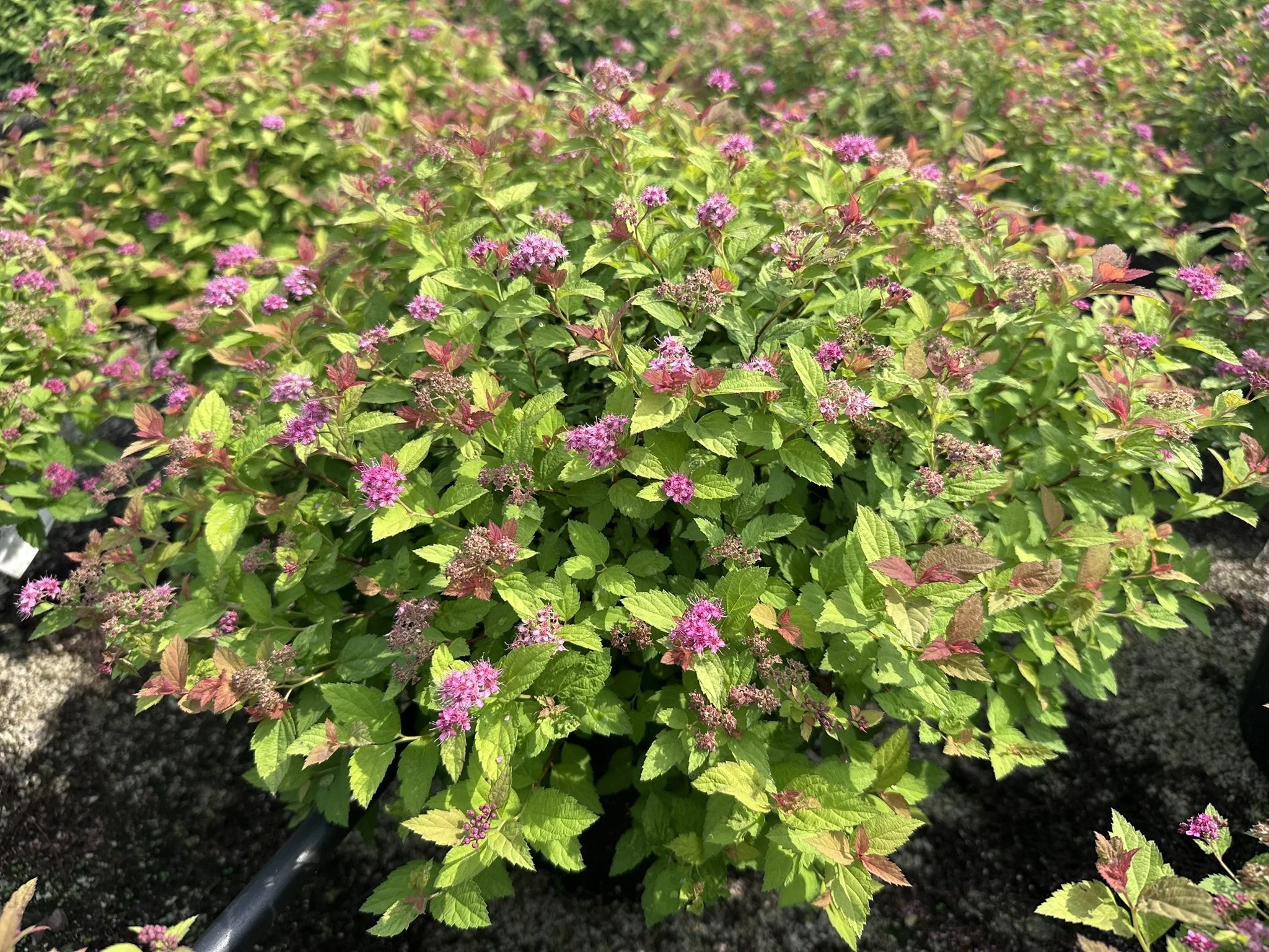 Spiraea japonica Magic Carpet™ 'Walbuma' PP9363