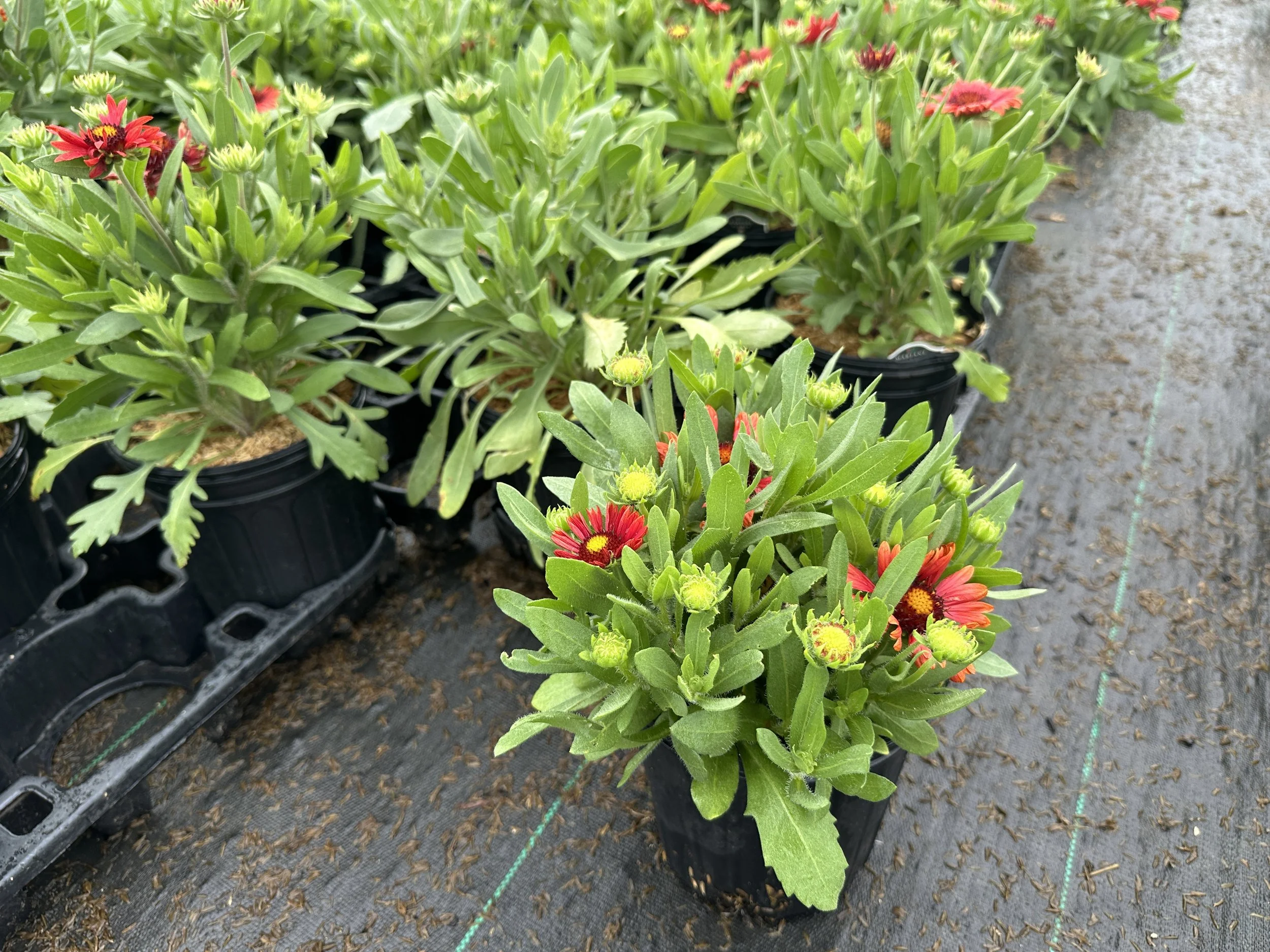 Gaillardia aristata 'Arizona Red Shades'