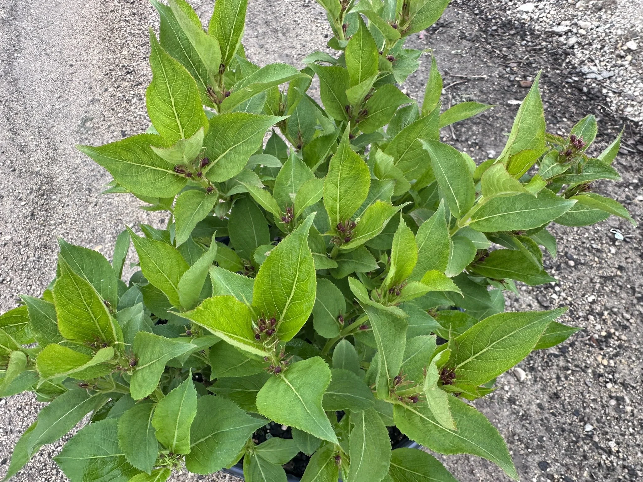 Weigela florida Sonic Bloom® Pink 'Bokrasopin' PP24572