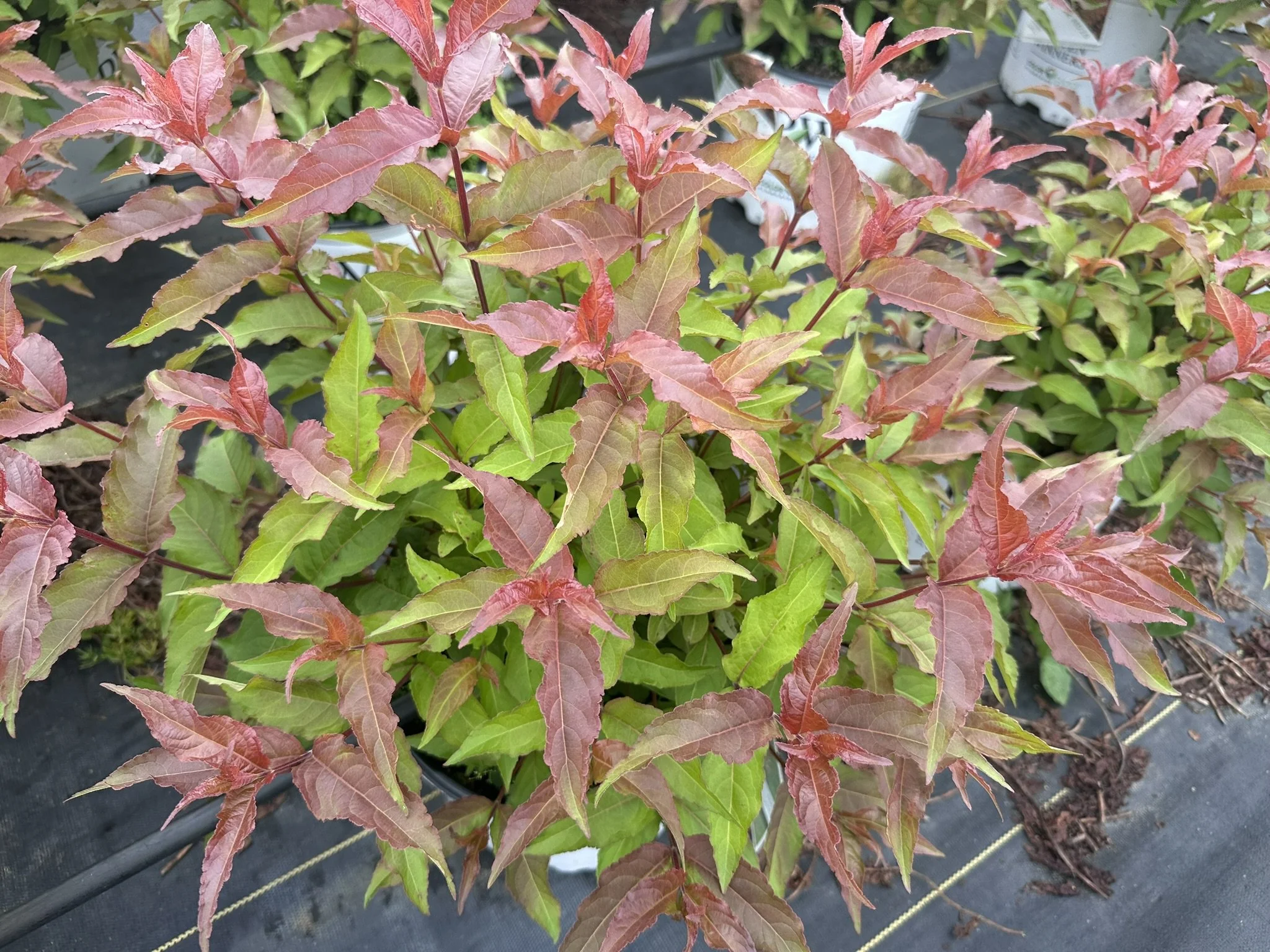 Diervilla x splendens Kodiak® Red 2.0 'SMNDSD' PP35792