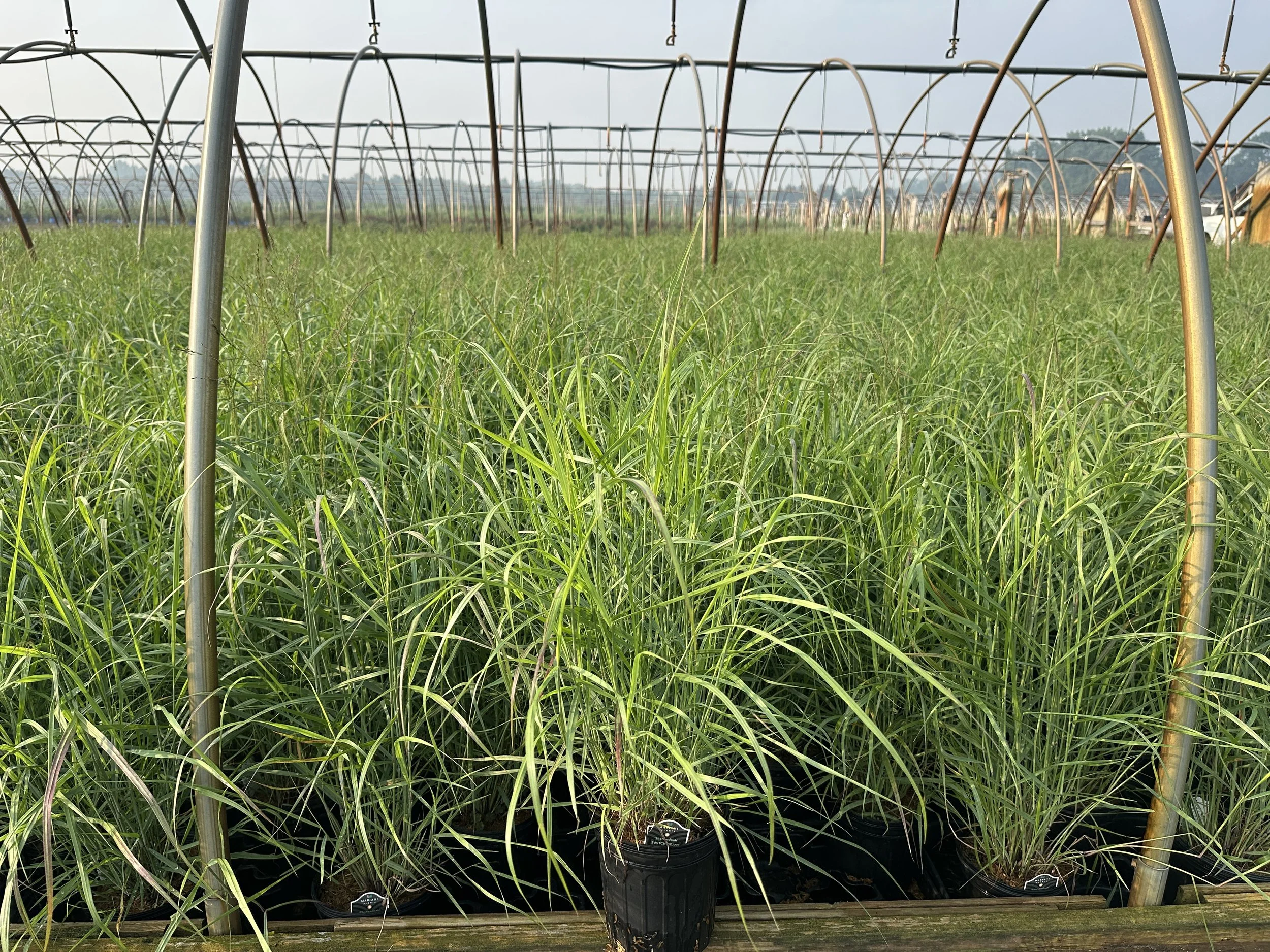 Panicum Shenandoah.JPG
