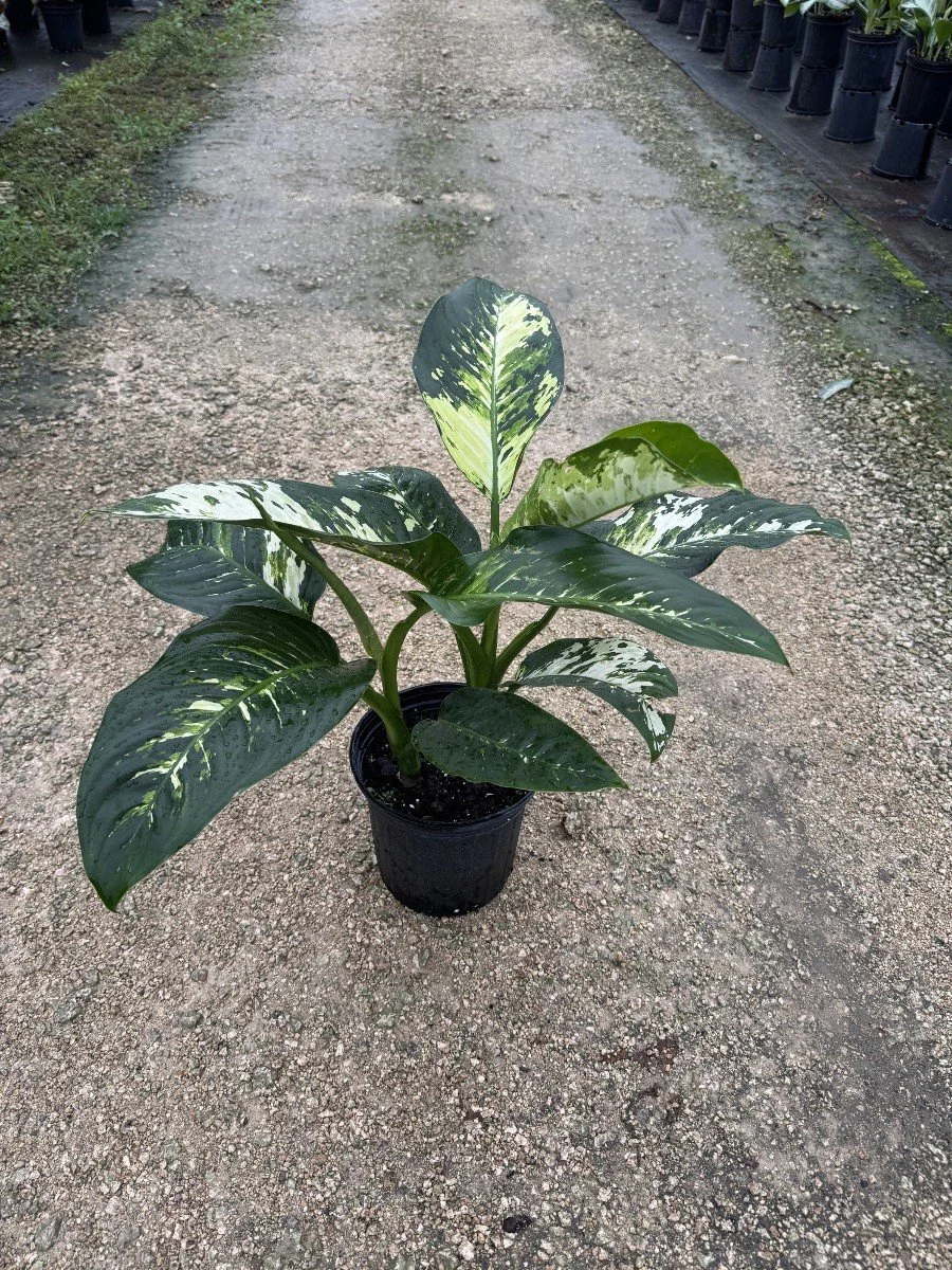 8IN Dieffenbachia Puerto Rico.jpg