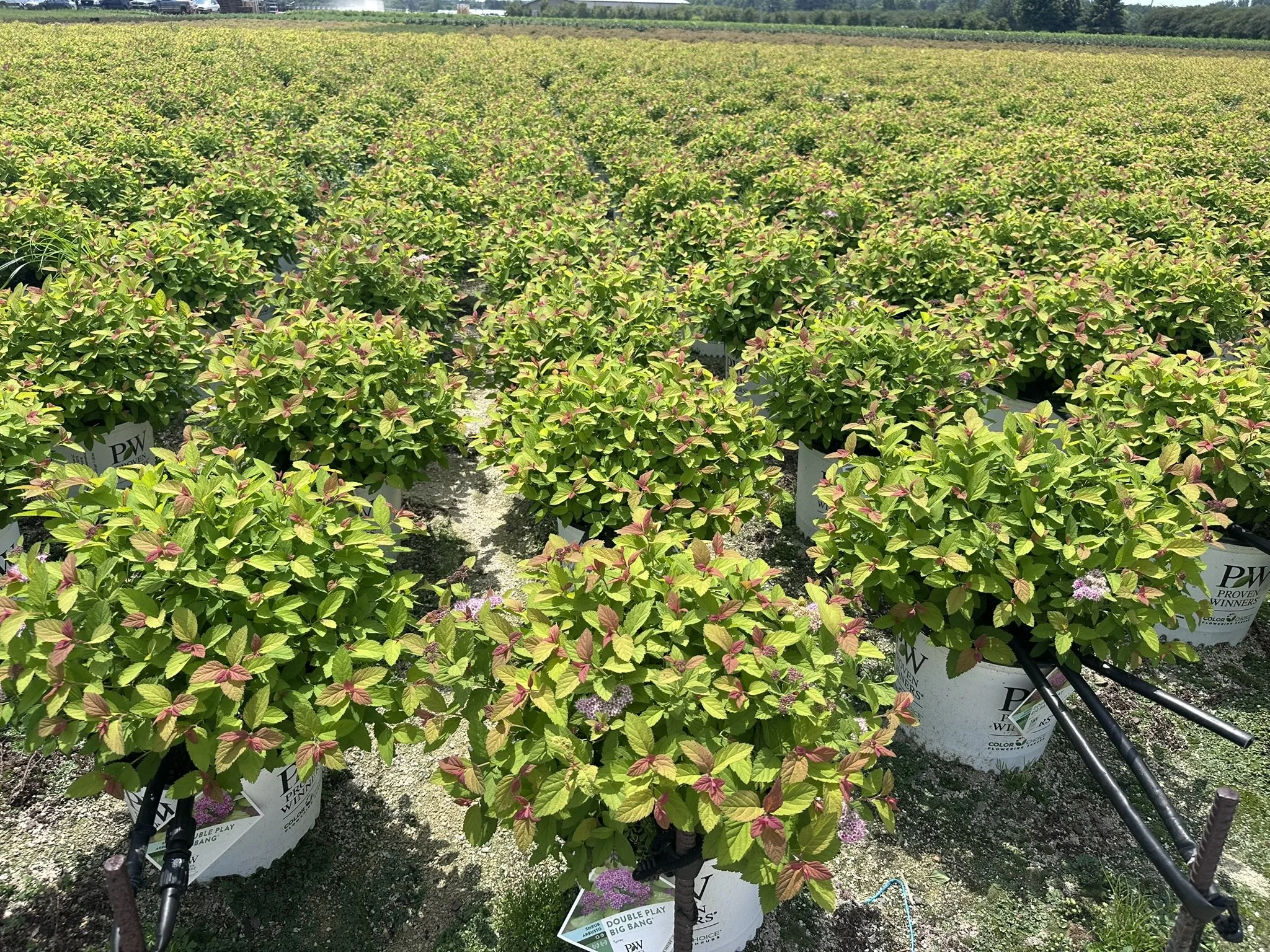 Spiraea japonica Double Play® Big Bang 'Tracy' PP21588