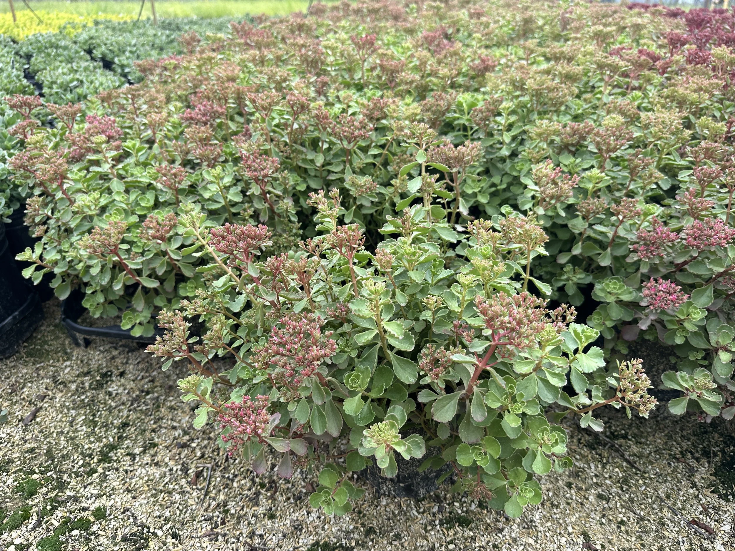 Sedum spurium 'Red Carpet'