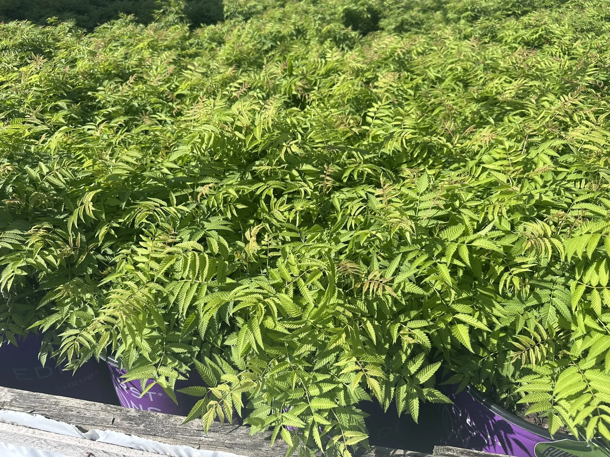 Sorbaria sorbifolia Matcha Ball® 'Levgreen' PP31202