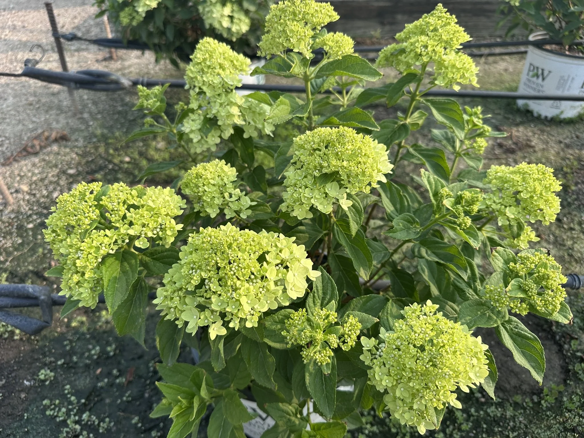 Hydrangea paniculata Little Lime® 'Jane' PP22330