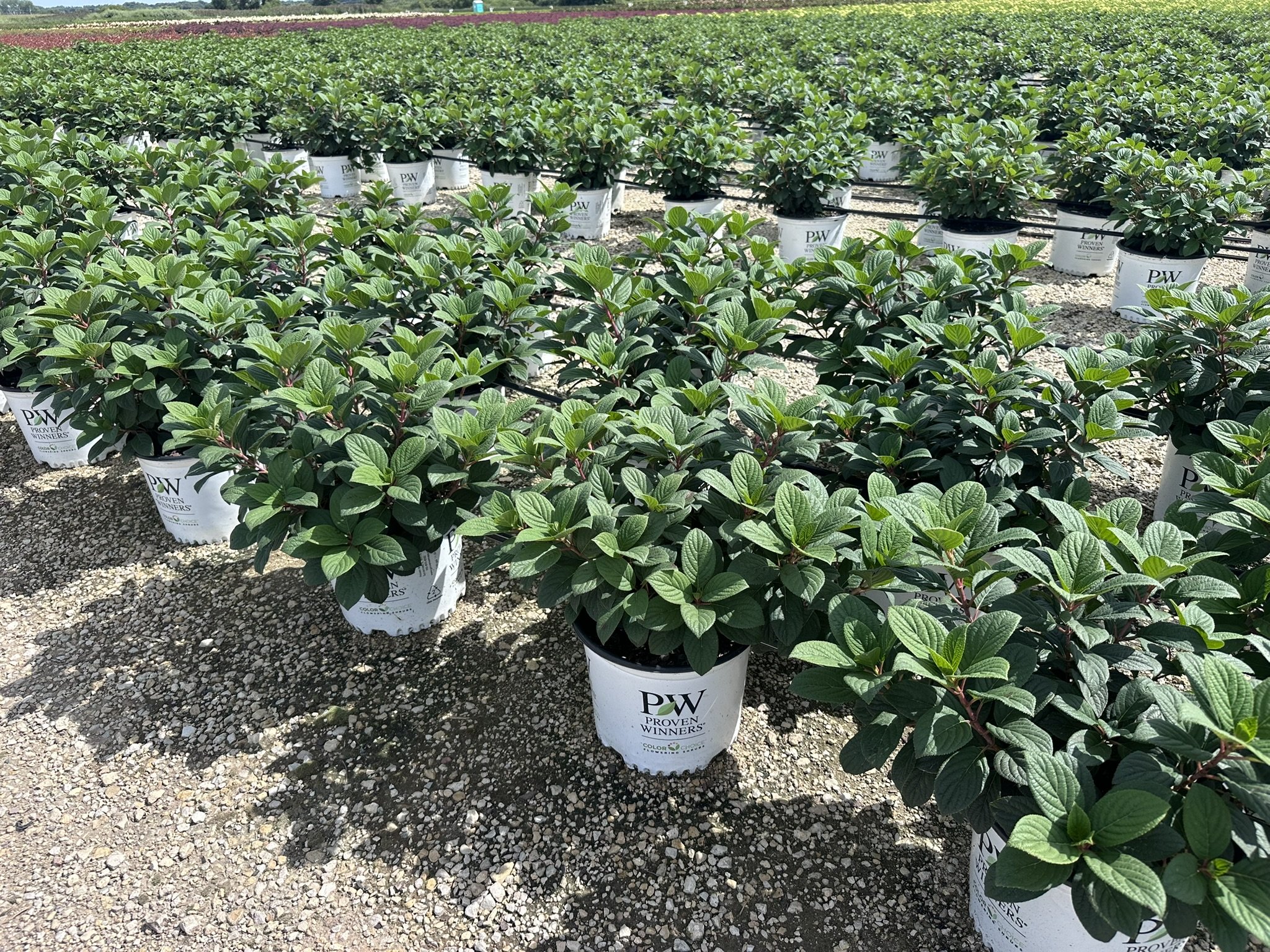 Hydrangea paniculata Little Quick Fire® 'SMHPLQF' PP25136