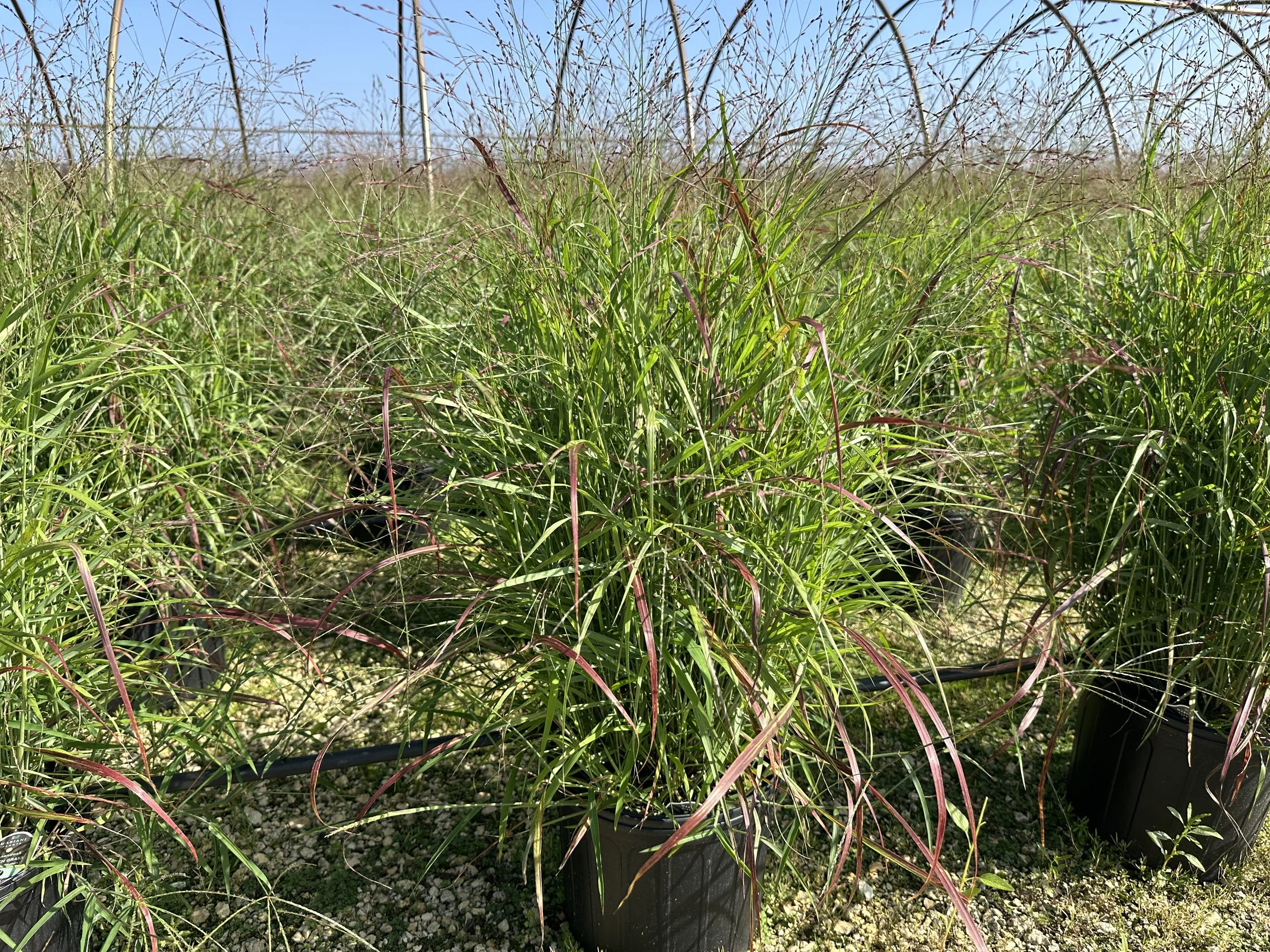 Panicum virgatum 'Shenandoah'