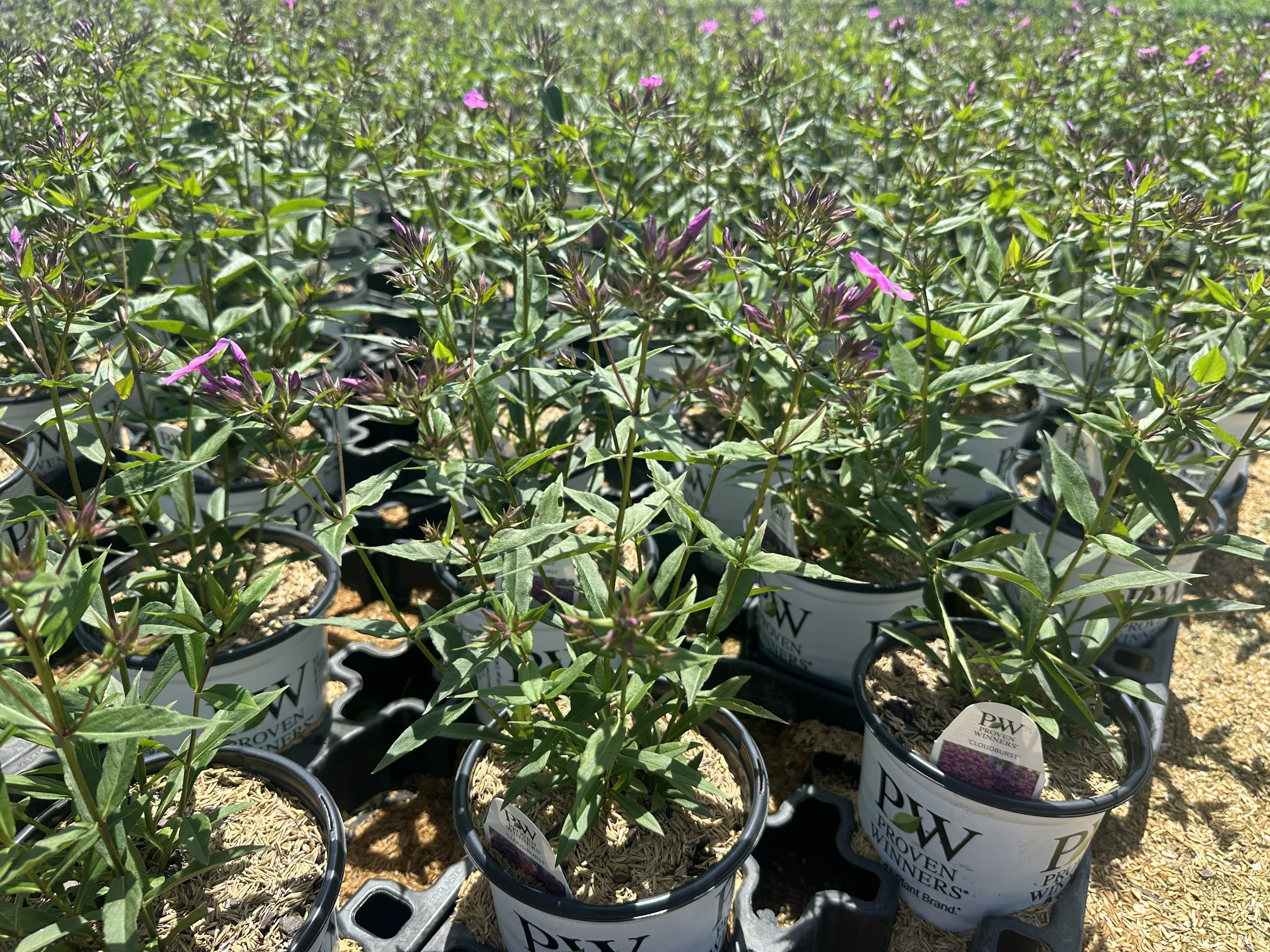 Phlox 'Cloudburst' PP30289