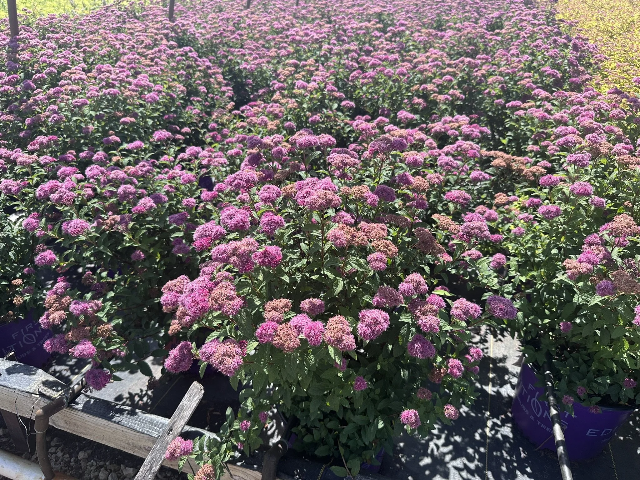 Spiraea x bumalda Superstar™ 'Denistar' PP22432