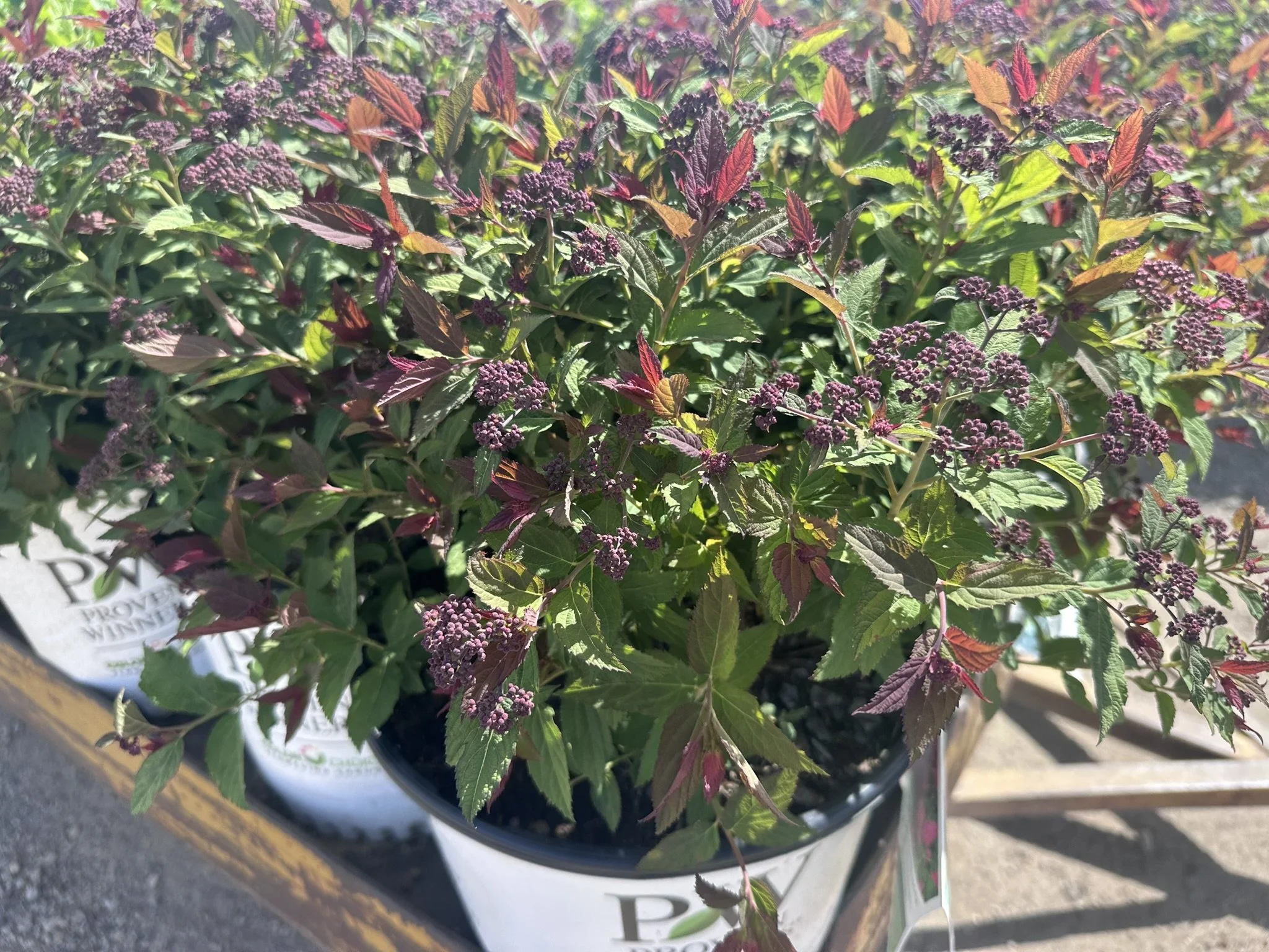 Spiraea japonica Double Play Doozie® 'NCSX2' PP30953