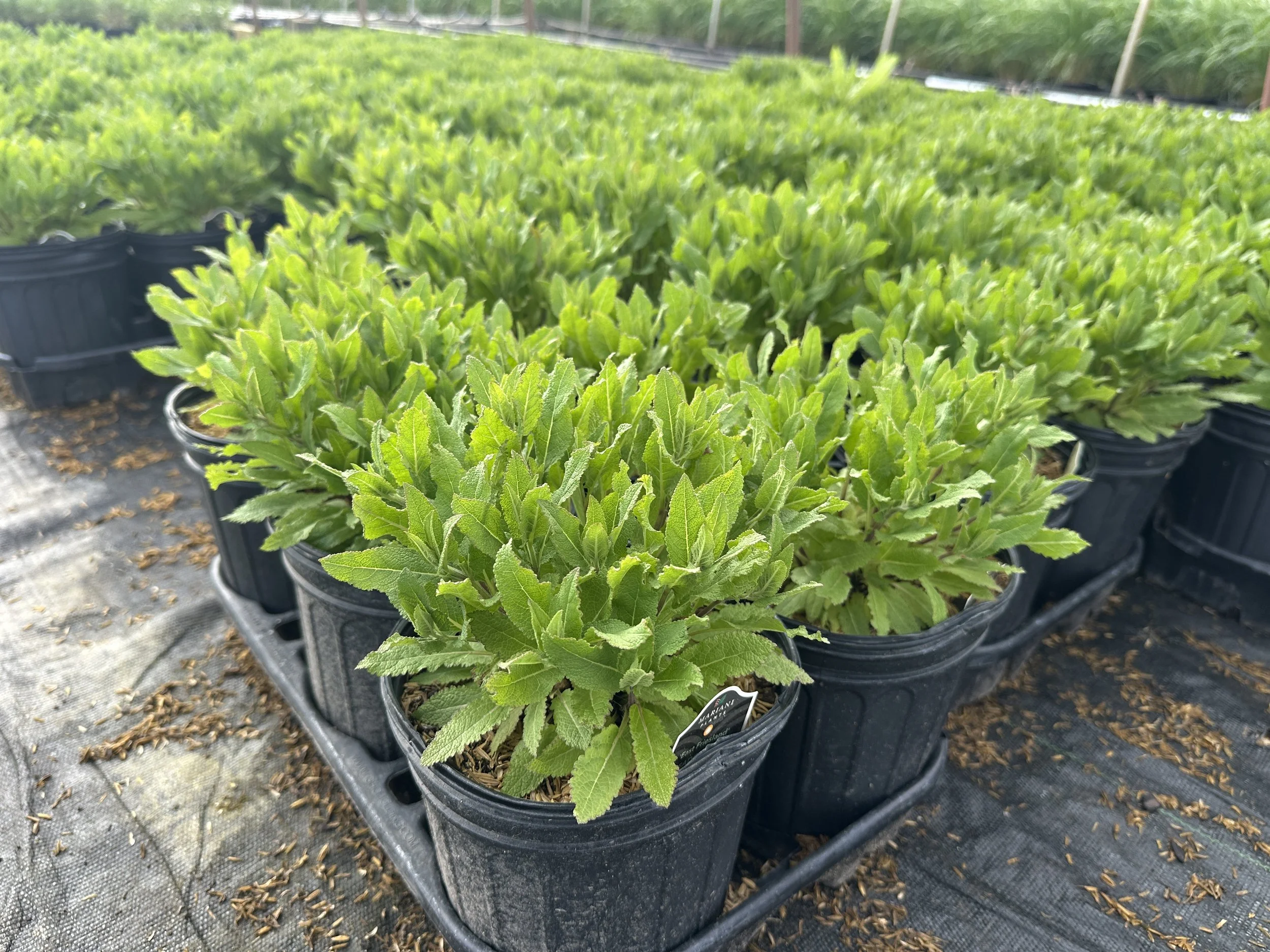 Salvia East Friesland.JPG