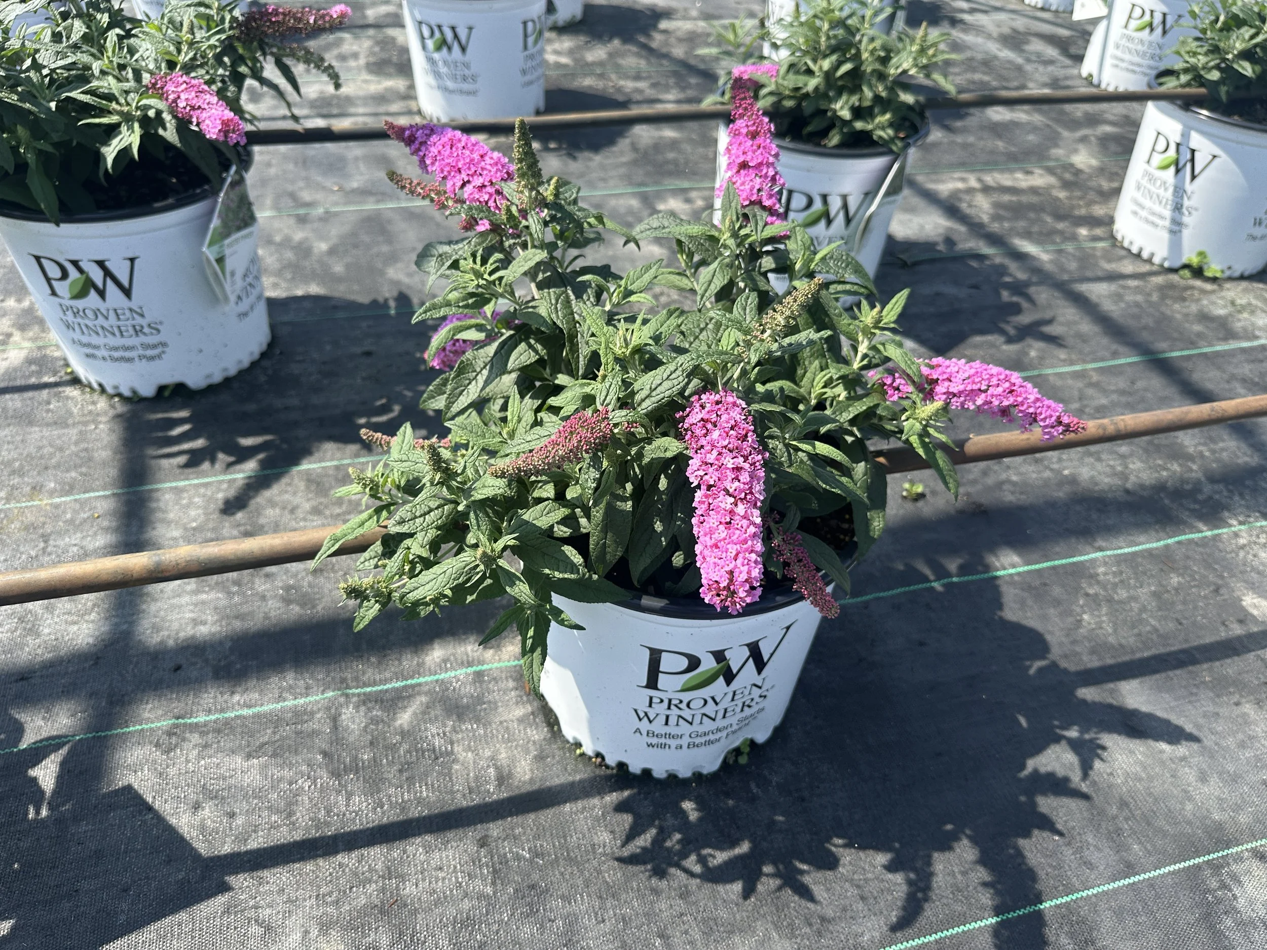 Buddleia Pugster Pinker® 'SMNBDB' PP33565