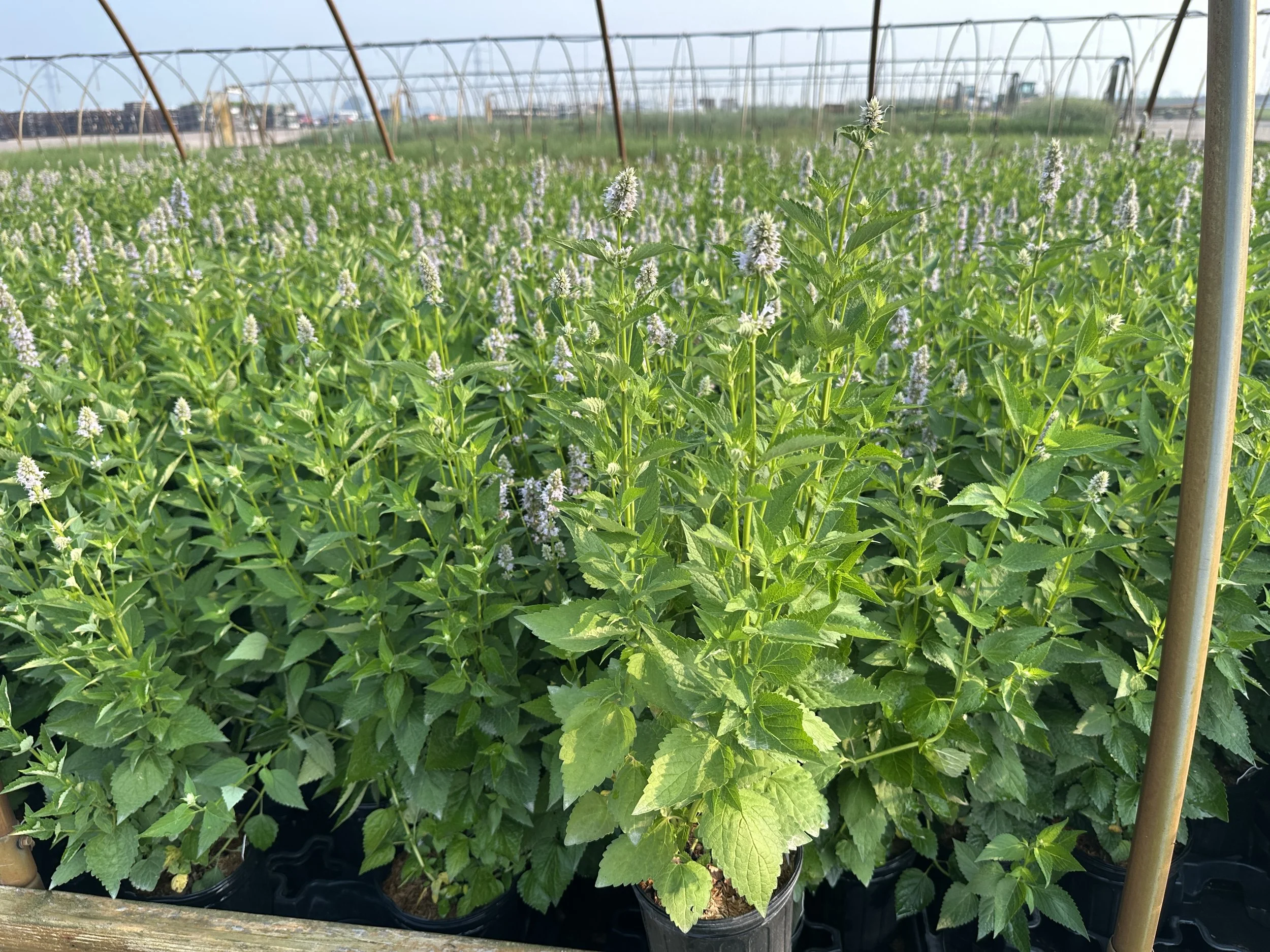 Agastache 'Blue Fortune'