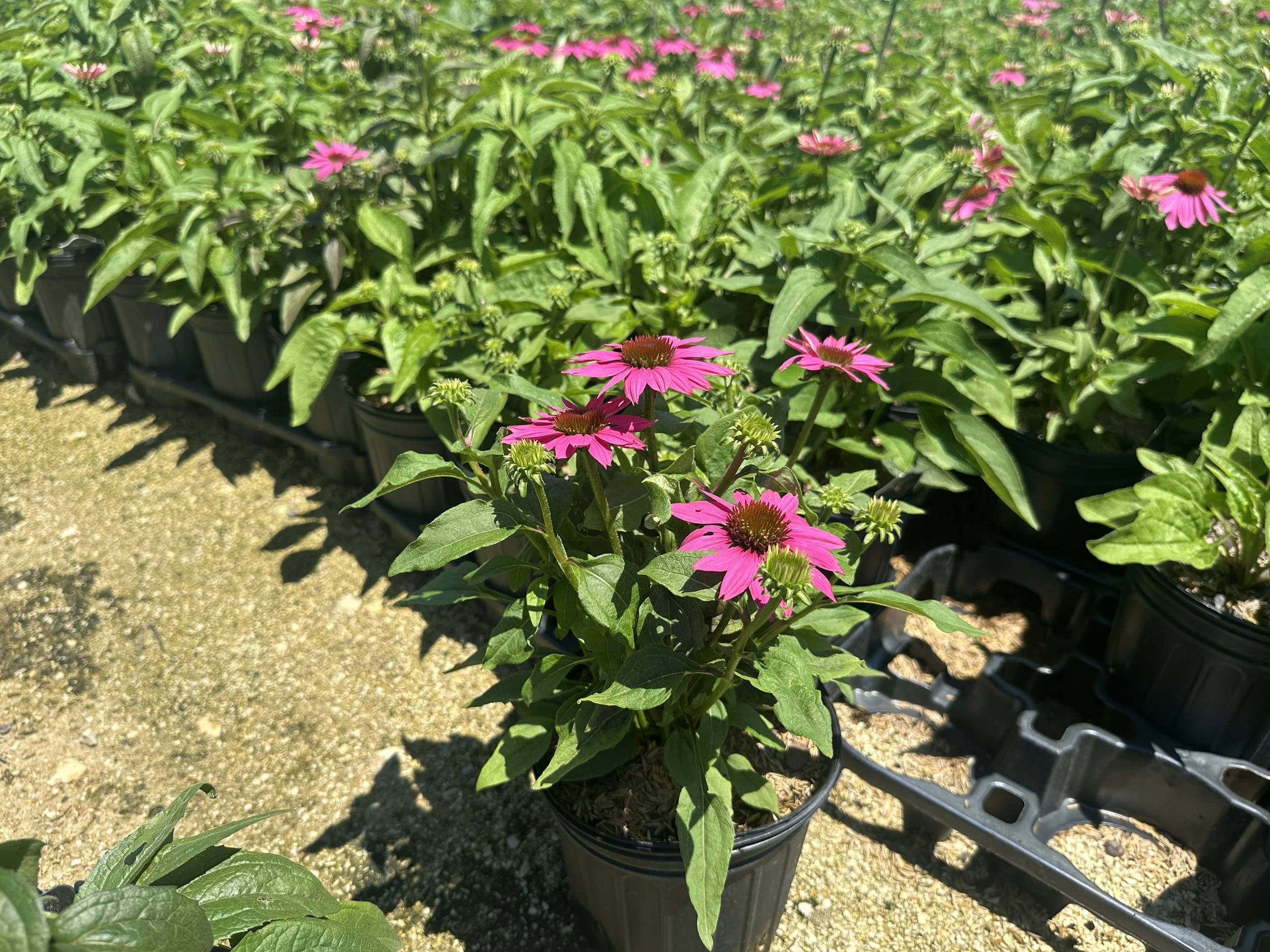 Echinacea purpurea 'PowWow Wild Berry'
