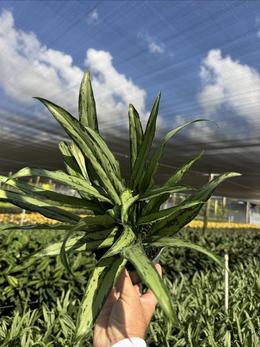 Aglaonema 'Cutlass'