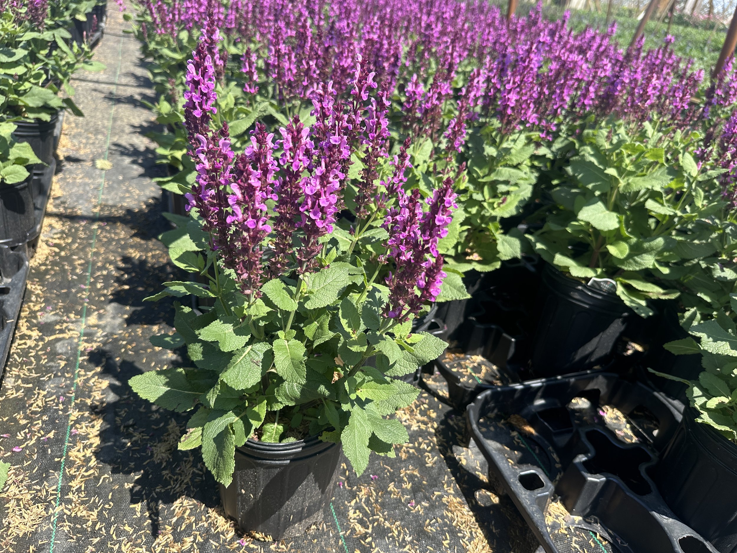 Salvia nemorosa 'Rose Marvel' PP30118