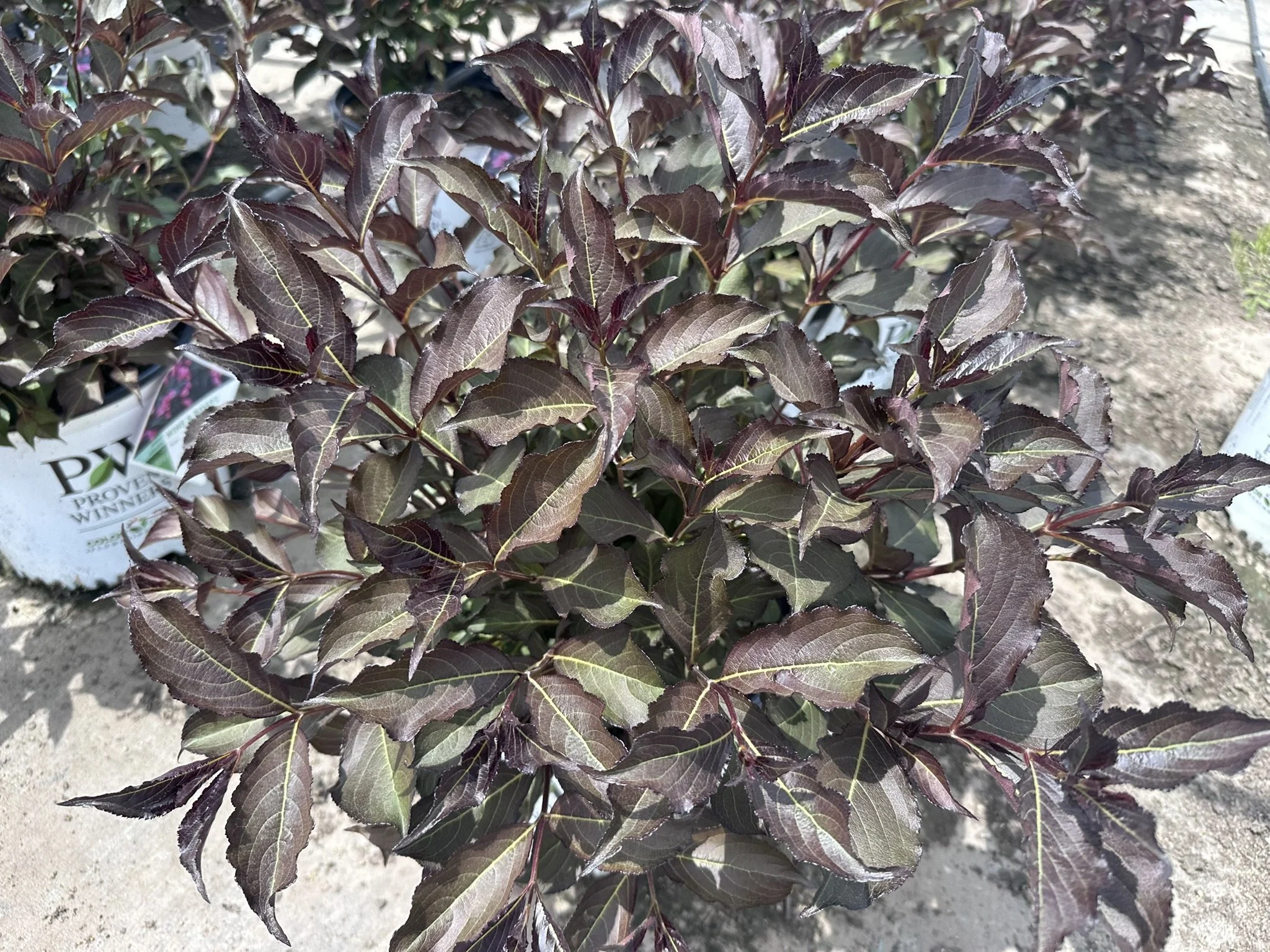 Weigela florida Wine & Roses® 'Alexandra' PP10772