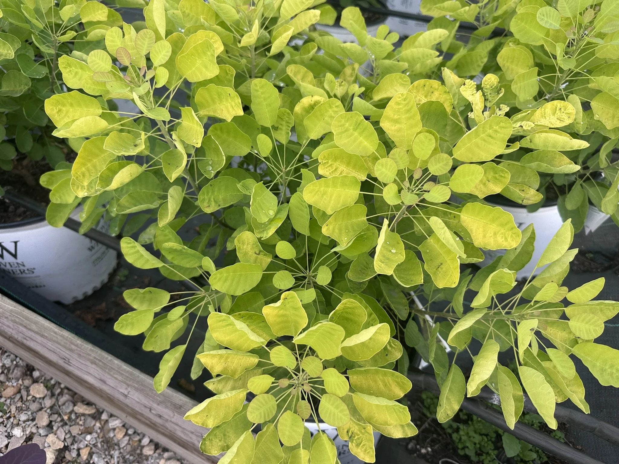 Cotinus coggygria Winecraft Gold® 'MINCOJAU3' PP30327