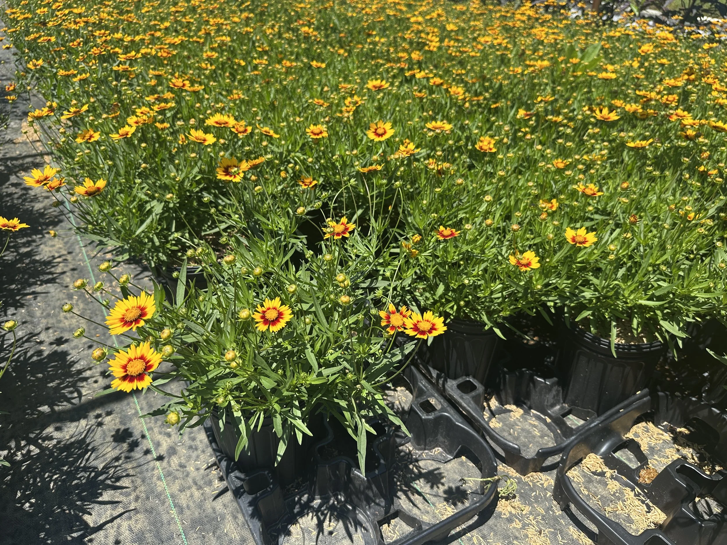 Coreopsis Li'l Bang™ 'Daybreak' PP27138