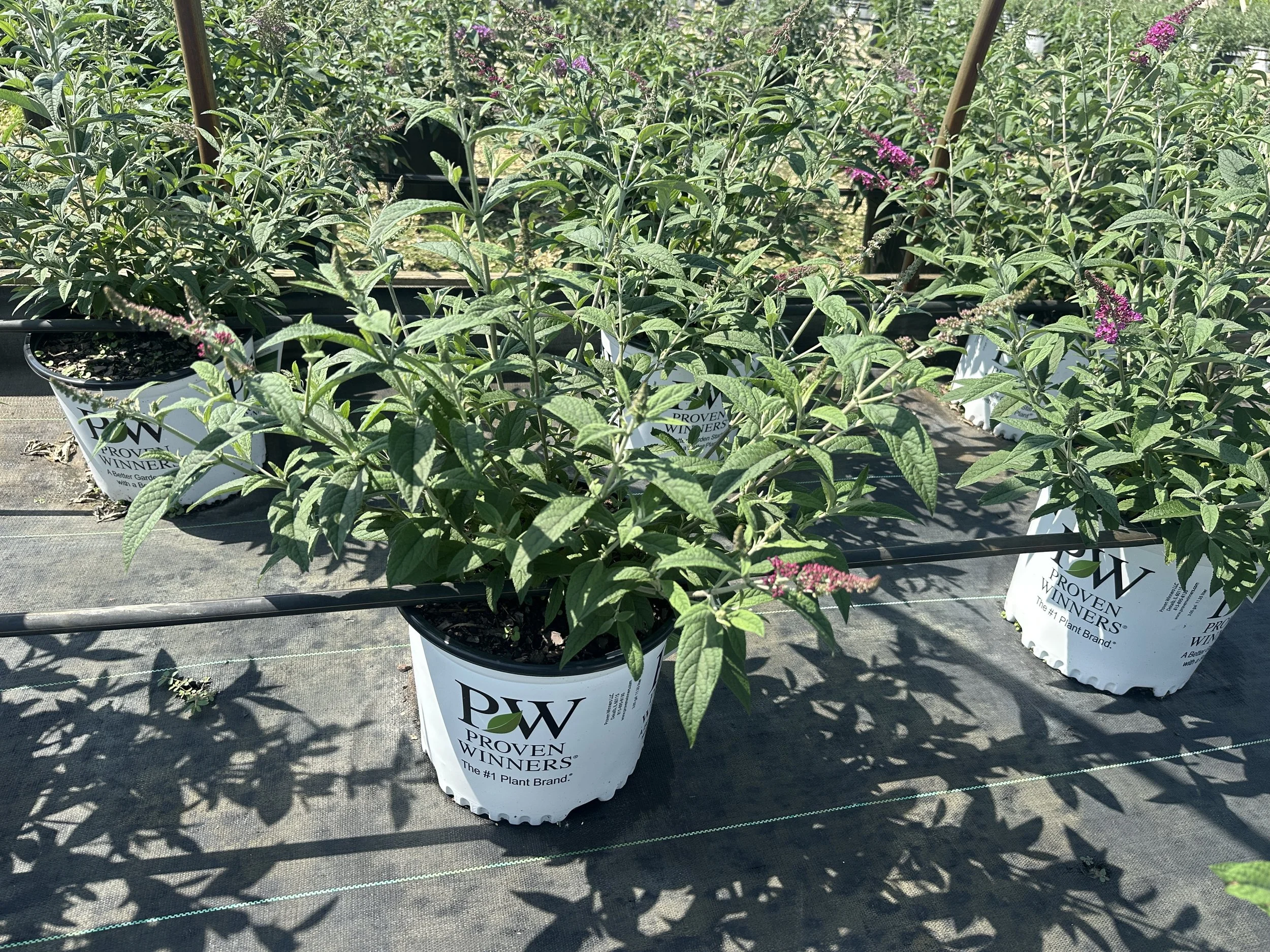 Buddleia 'Miss Ruby' PP19950