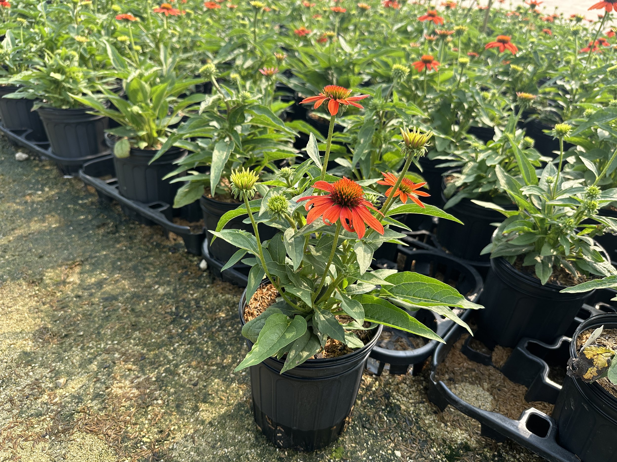Echinacea Sombrero® Adobe Orange 'Balsomador' PP26639