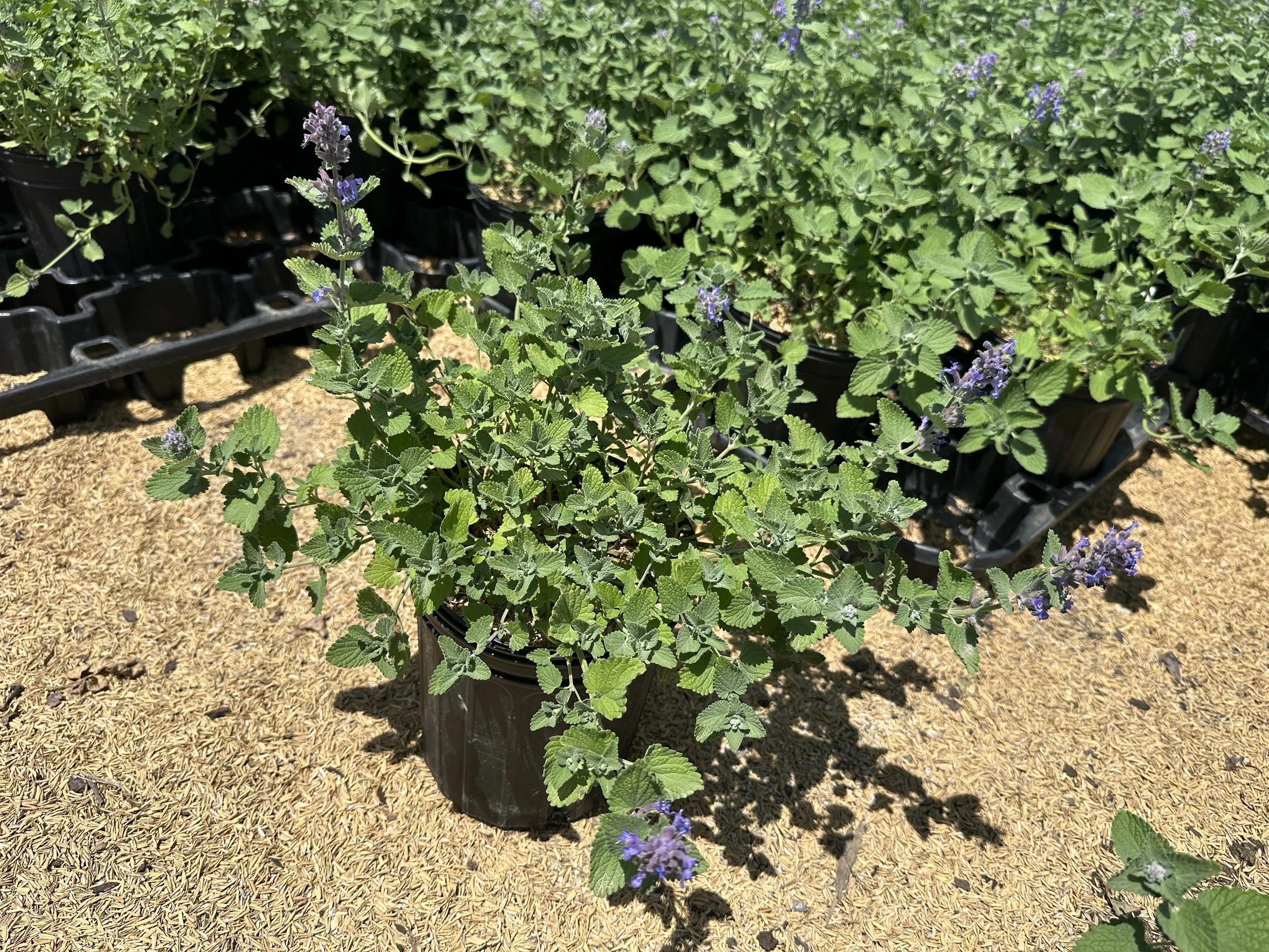 Nepeta 'Early Bird'