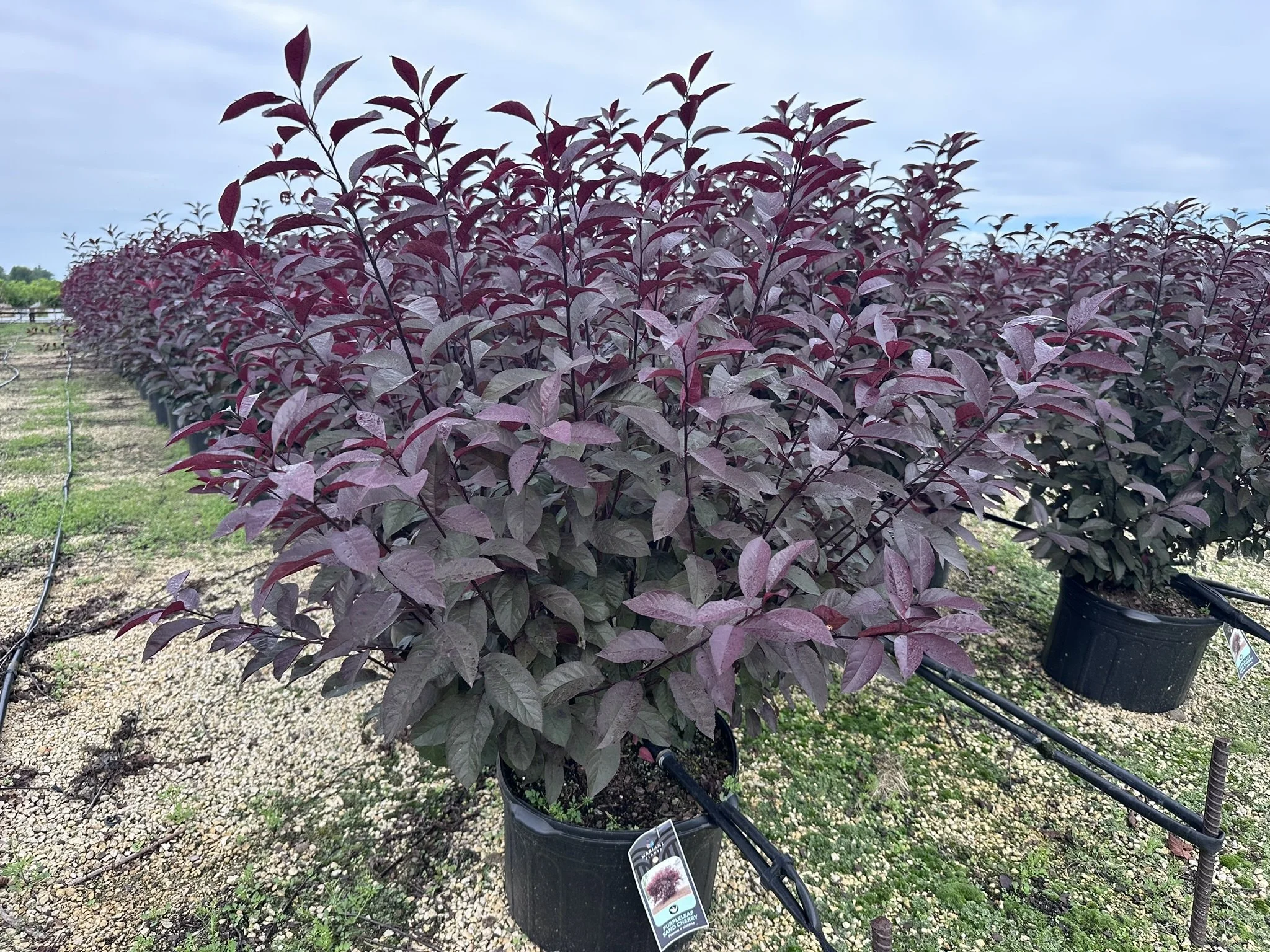 Prunus x cistena