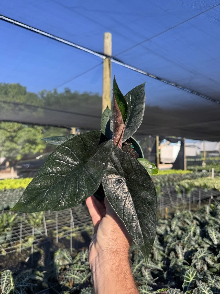 6IN Alocasia Dragon Wing.jpg