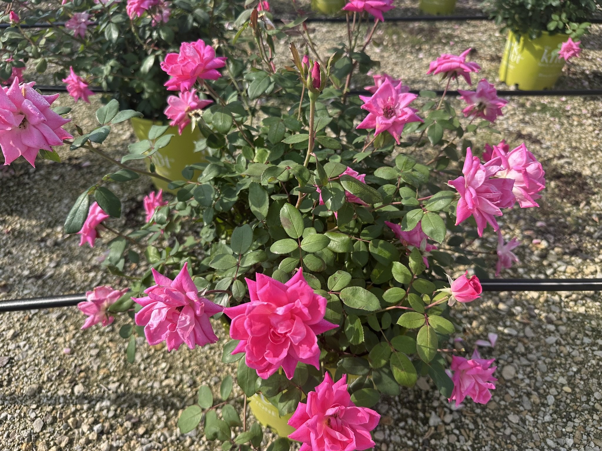 Rosa Pink Double Knock Out® 'Radtkopink' PP18507