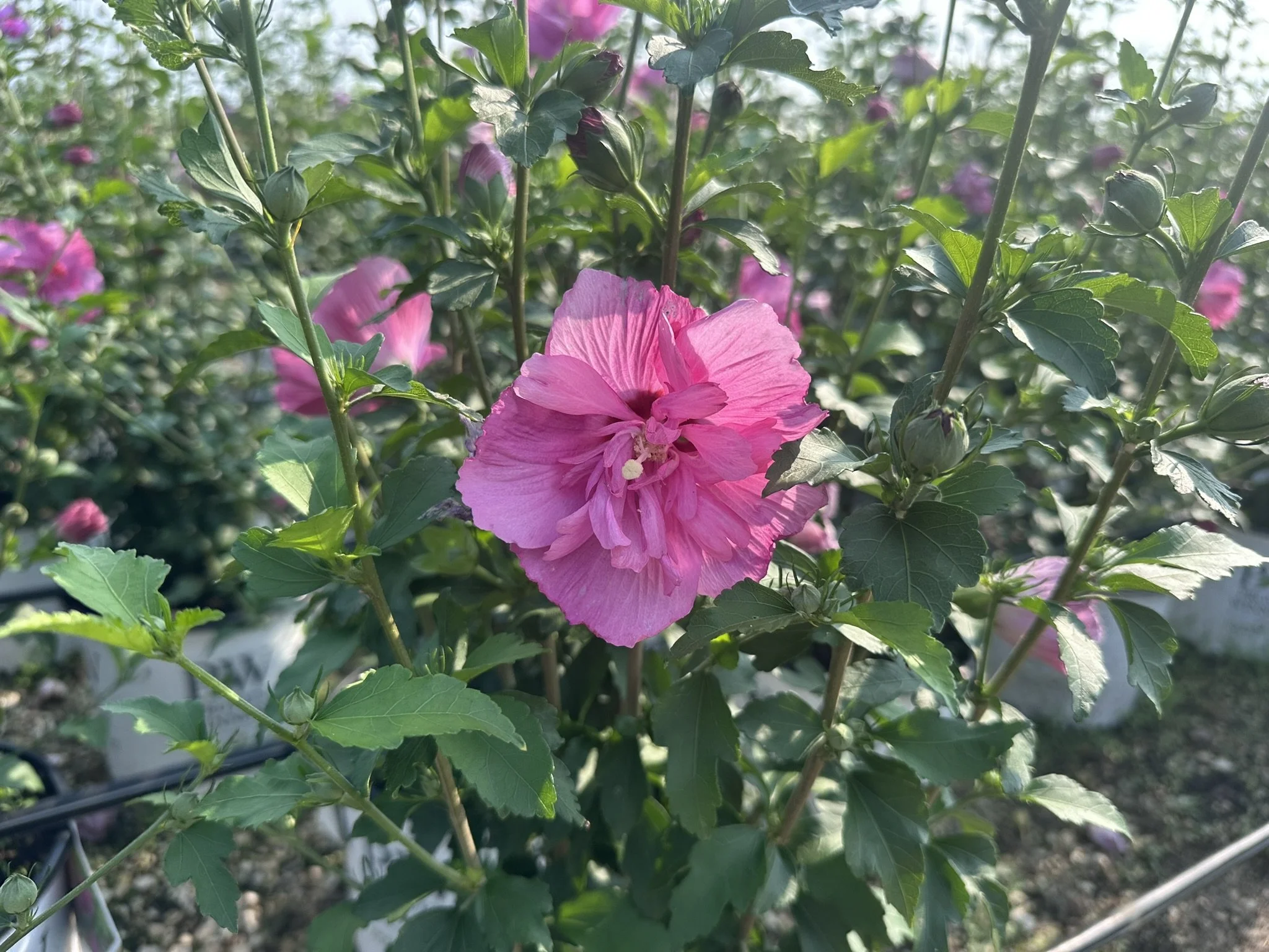 Hibiscus syriacus Magenta Chiffon® 'Rwoods5' PP29683