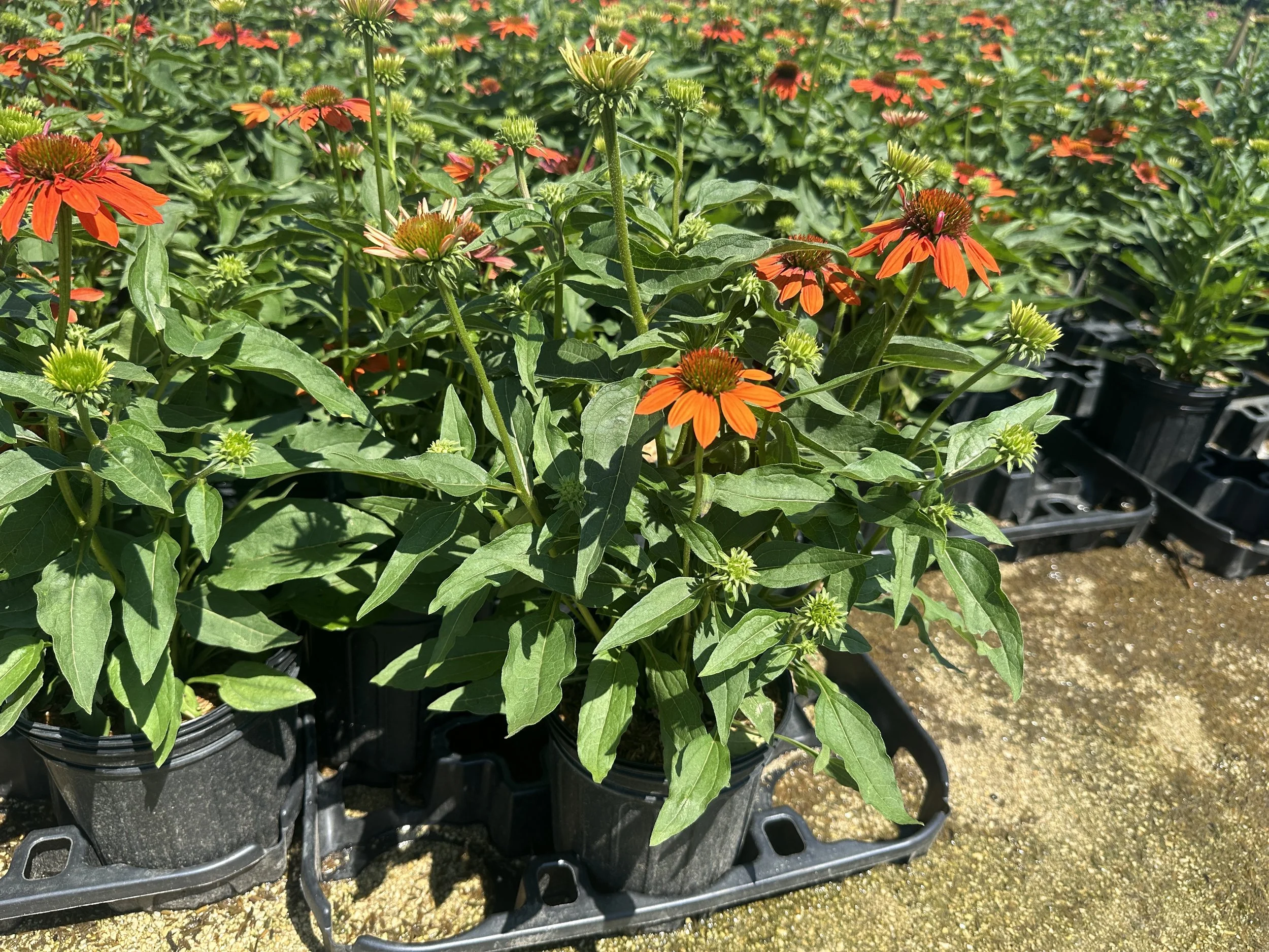 Echinacea Sombrero® Adobe Orange 'Balsomador' PP26639