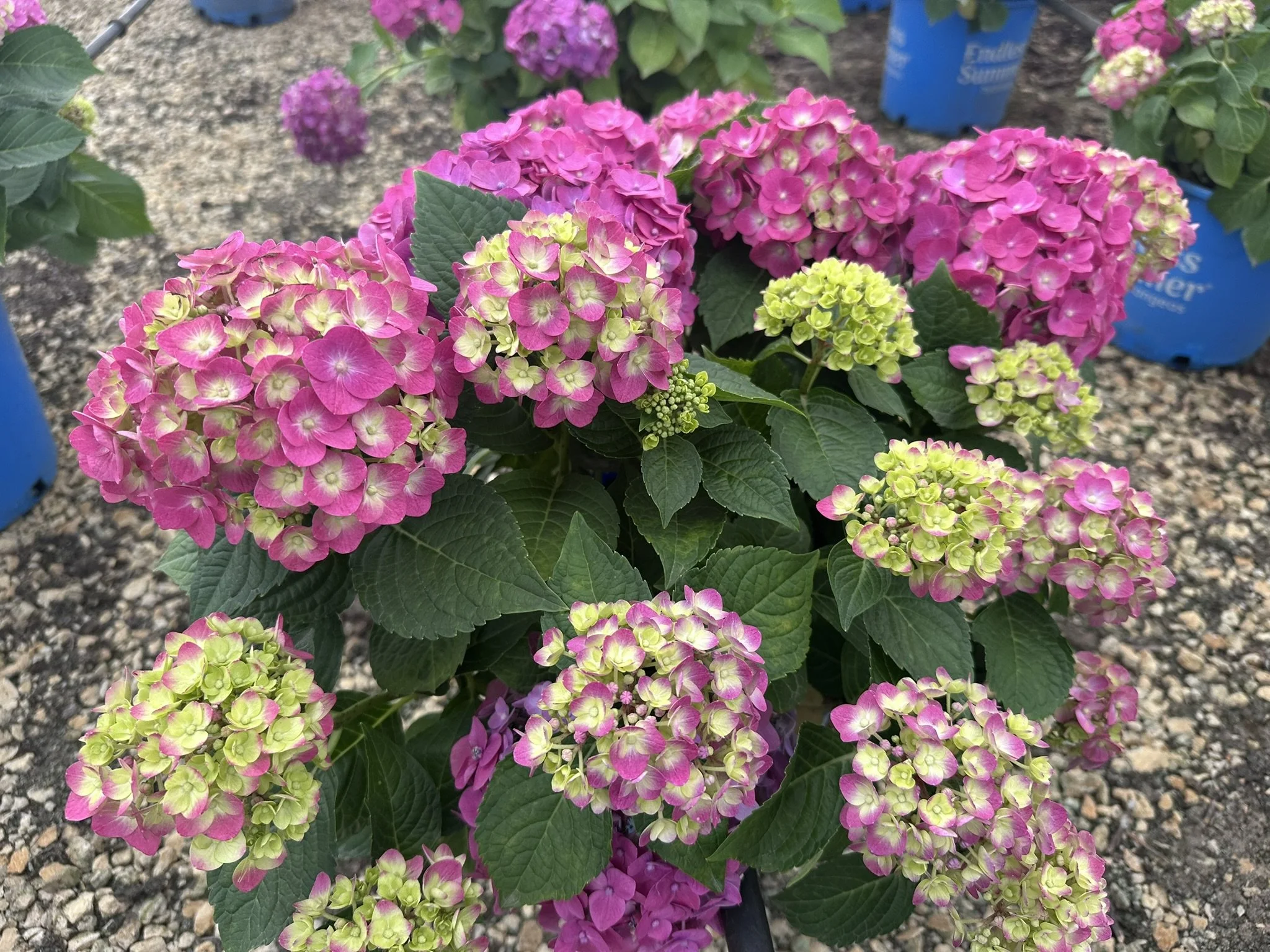 Hydrangea macrophylla Summer Crush® 'BAILMACFIVE' PP30359