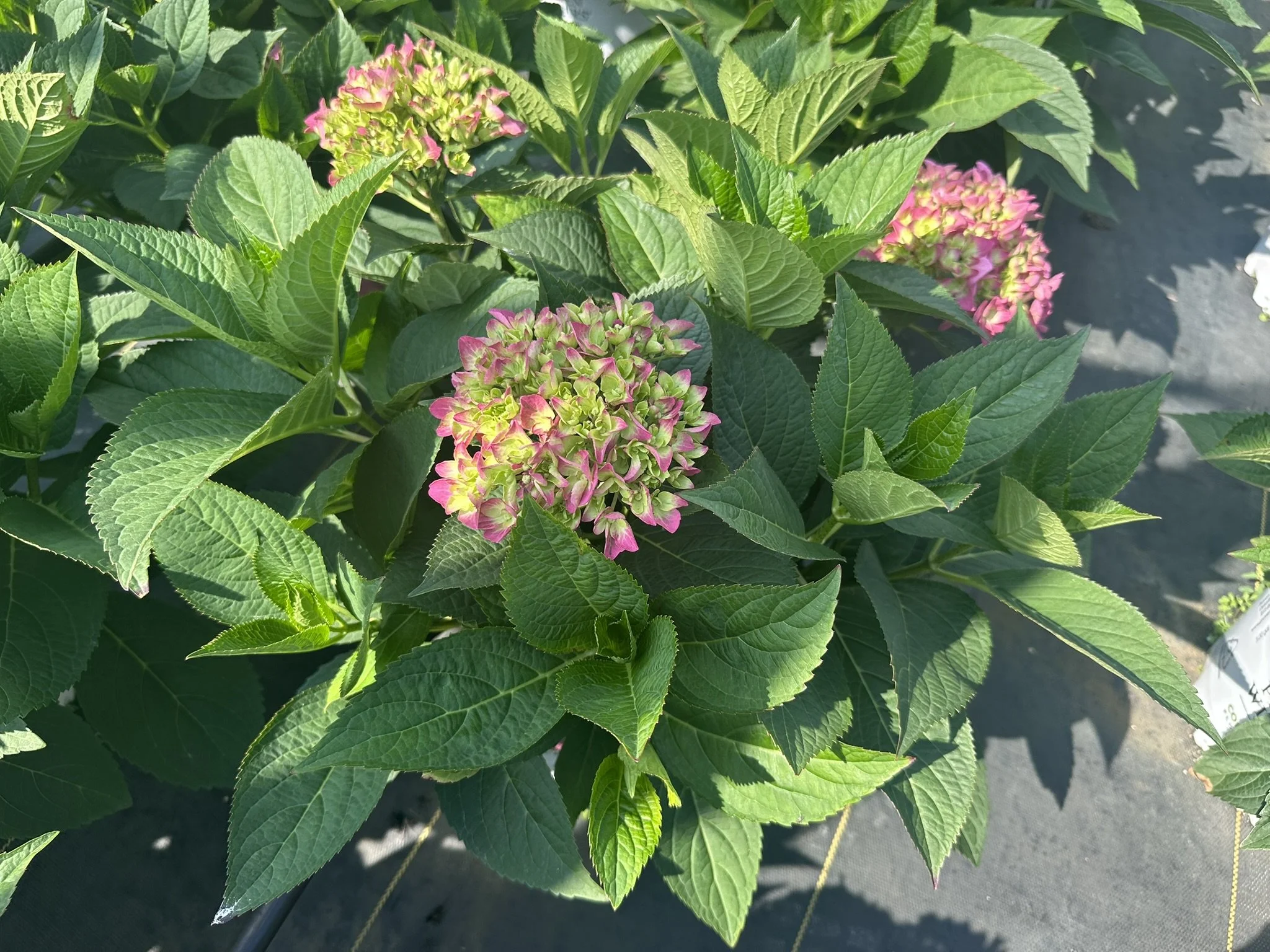 Hydrangea x Let's Dance ¡Arriba!® 'SMNHSC' PP33206