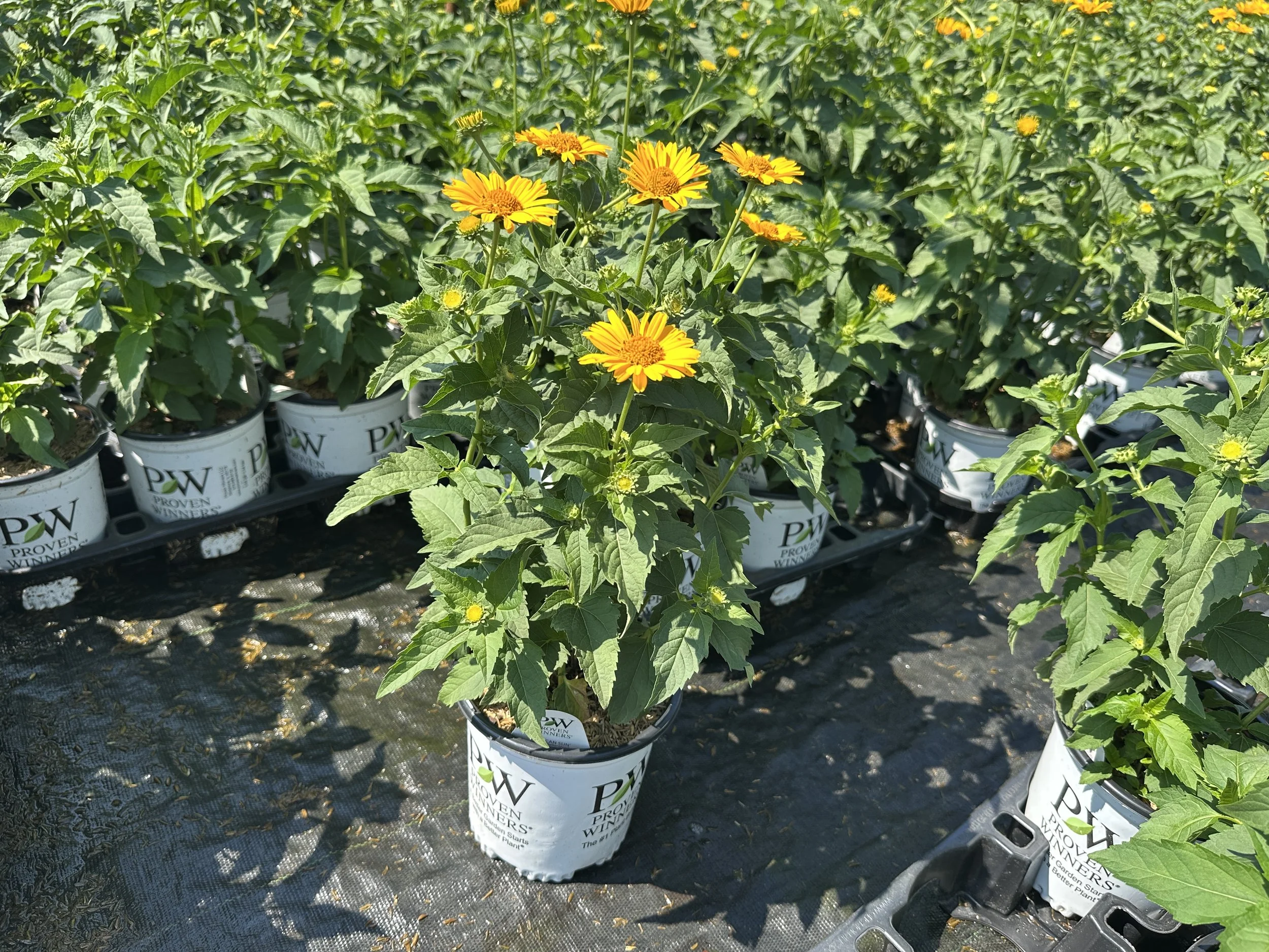 Heliopsis helianthoides 'Tuscan Sun' PP18763
