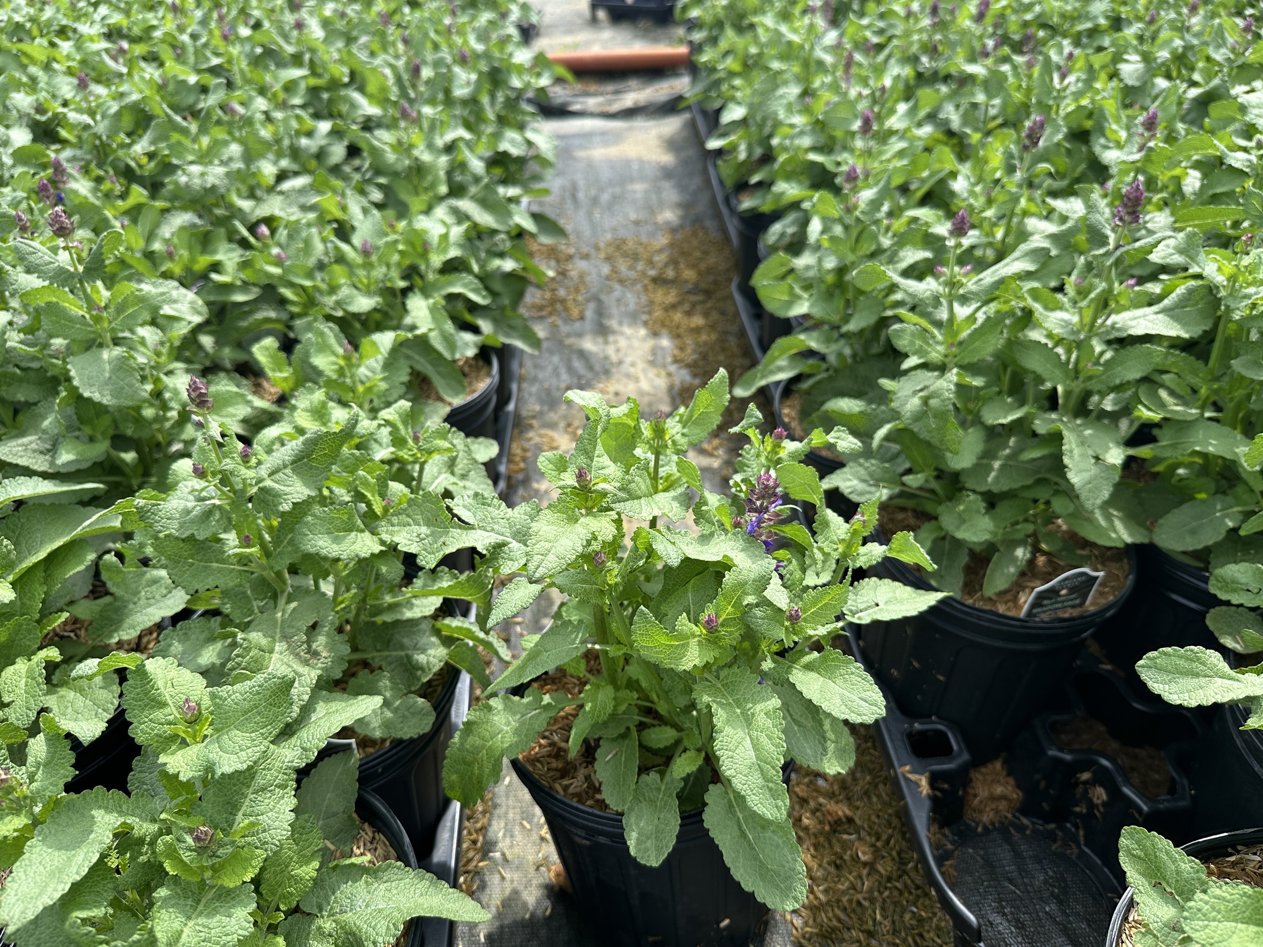 Salvia Blue Marvel.JPG