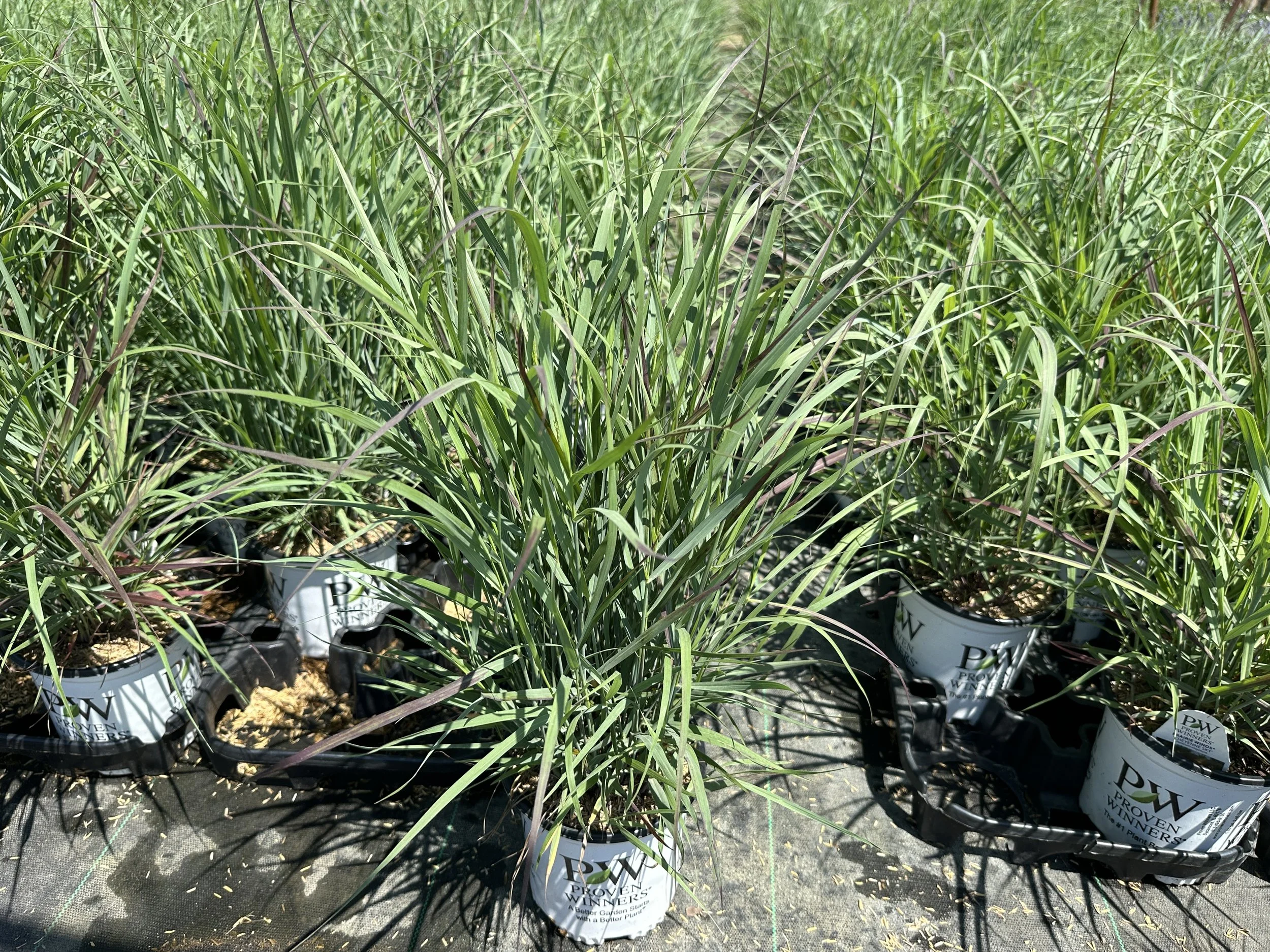 Panicum virgatum Prairie Winds® 'Cheyenne Sky' PP23209