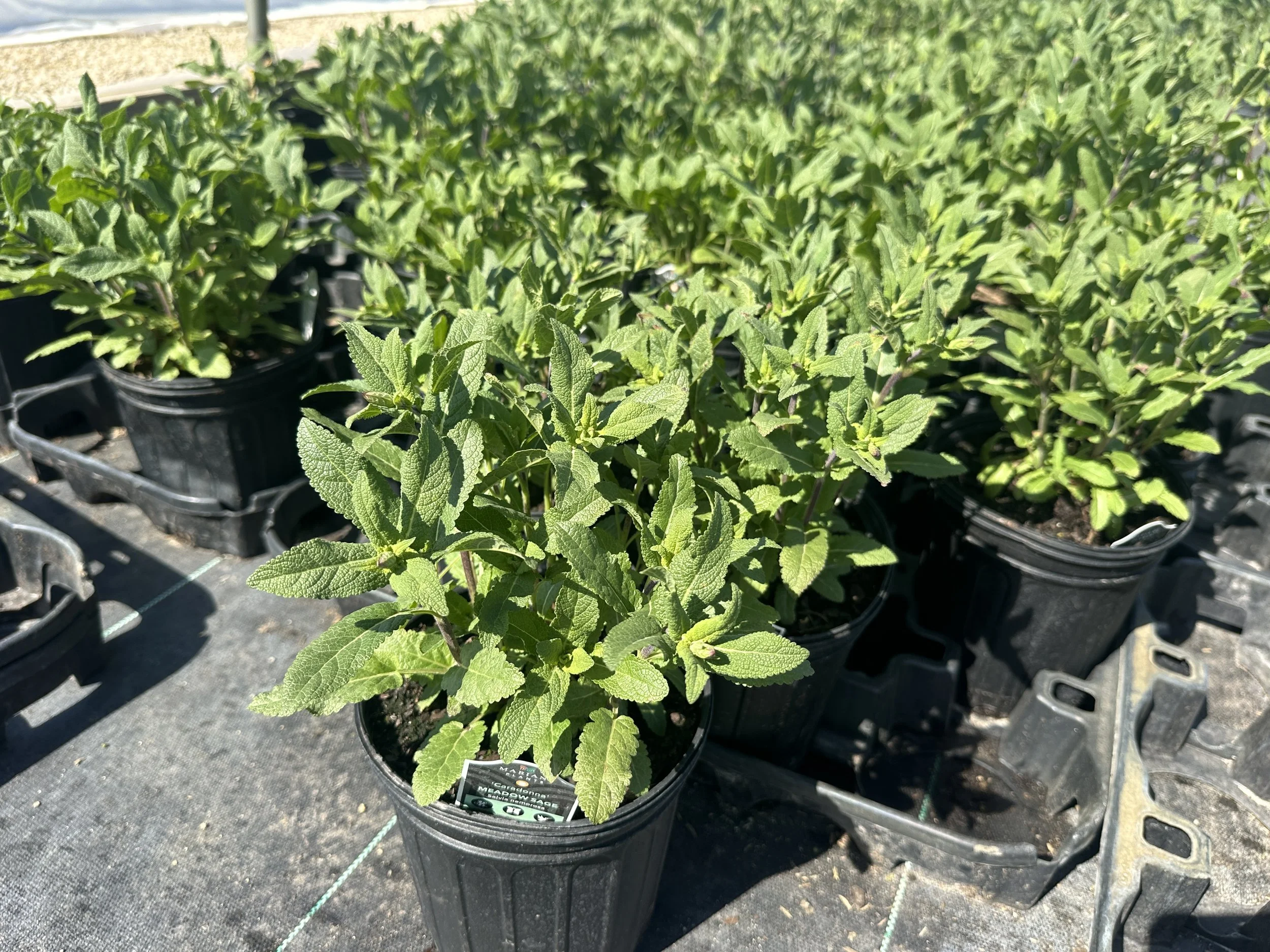 Salvia nemorosa 'Caradonna'