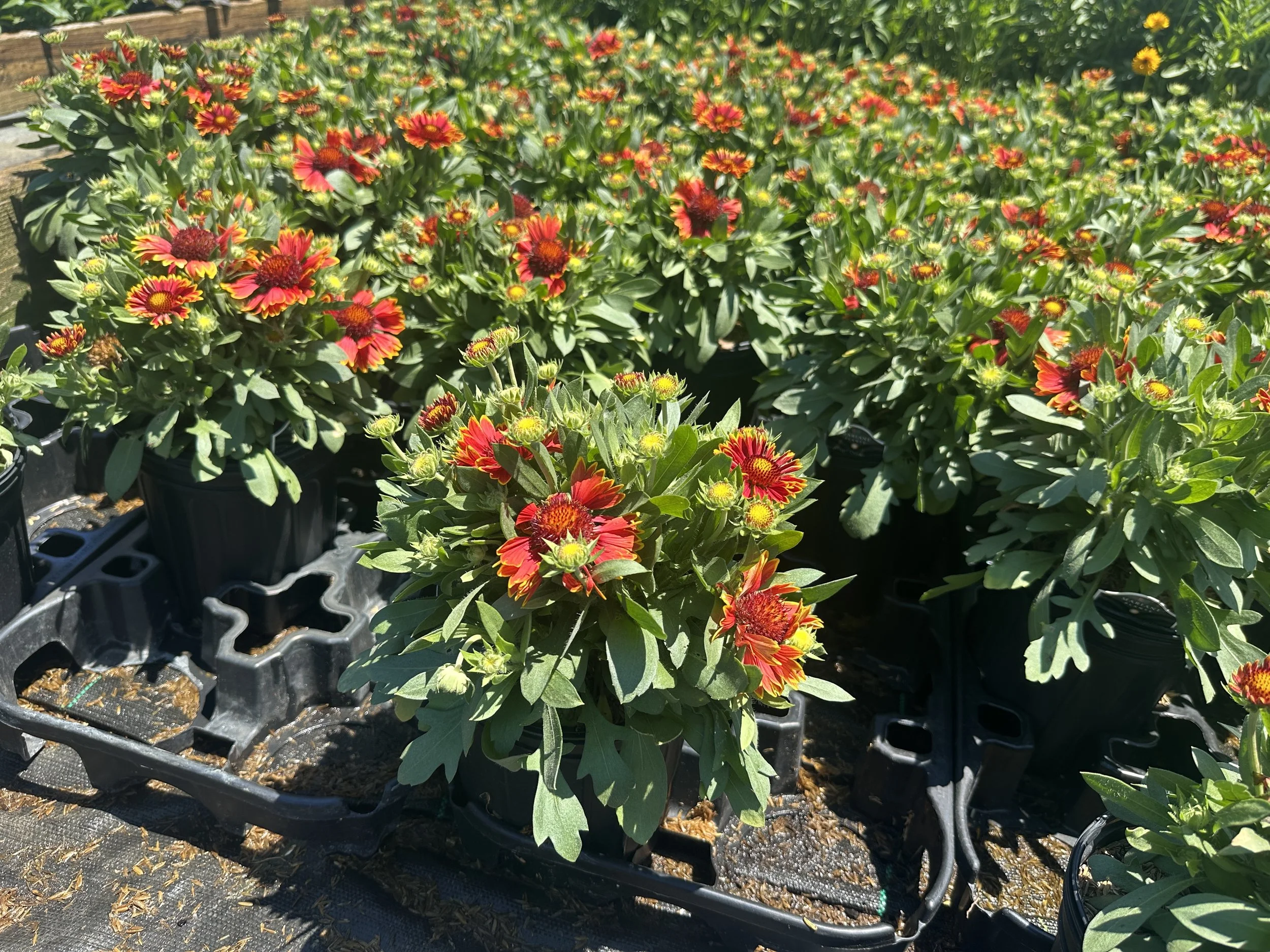 Gaillardia aristata SpinTop® Orange Halo