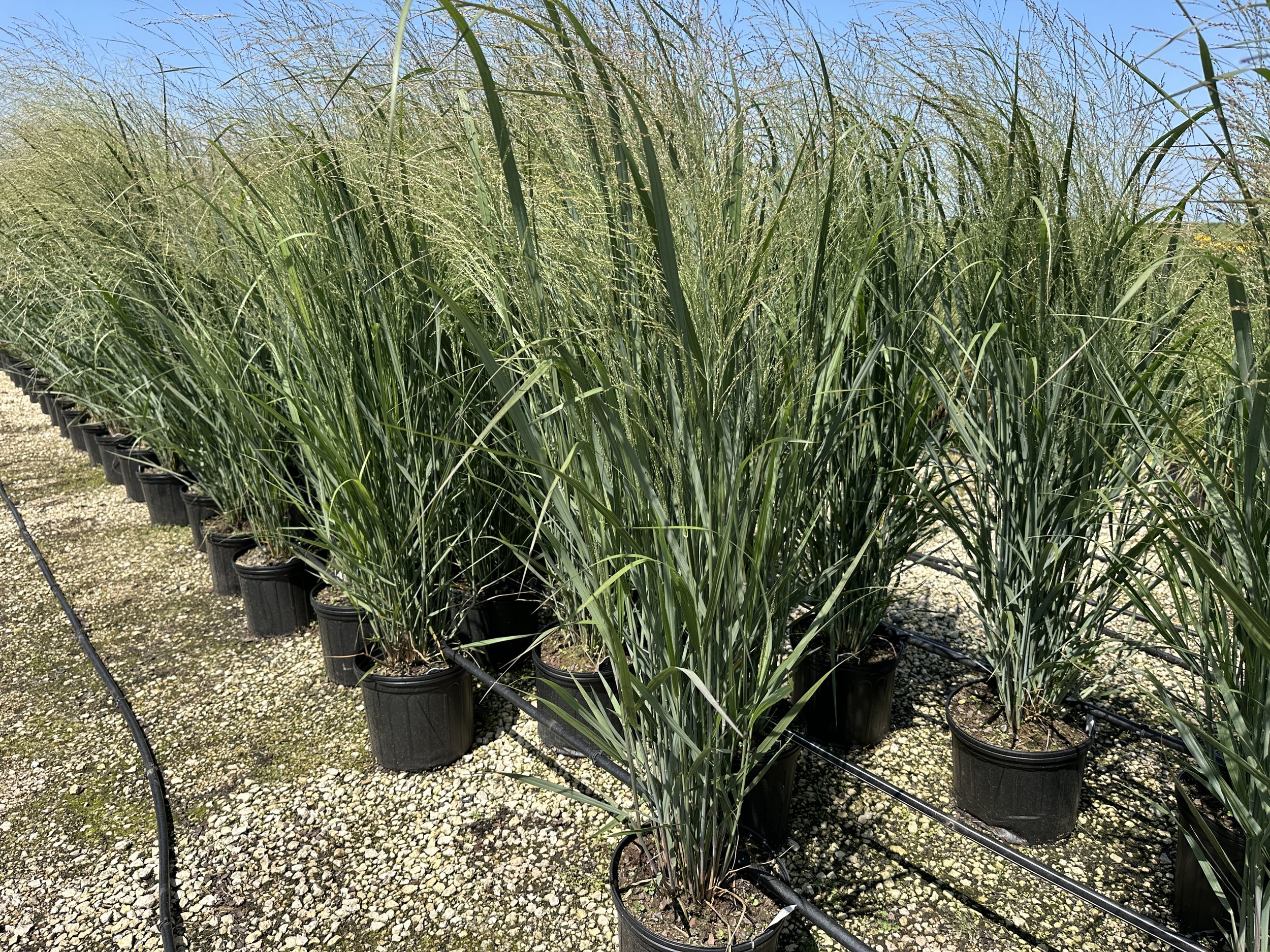 #3 Panicum Northwind.JPG