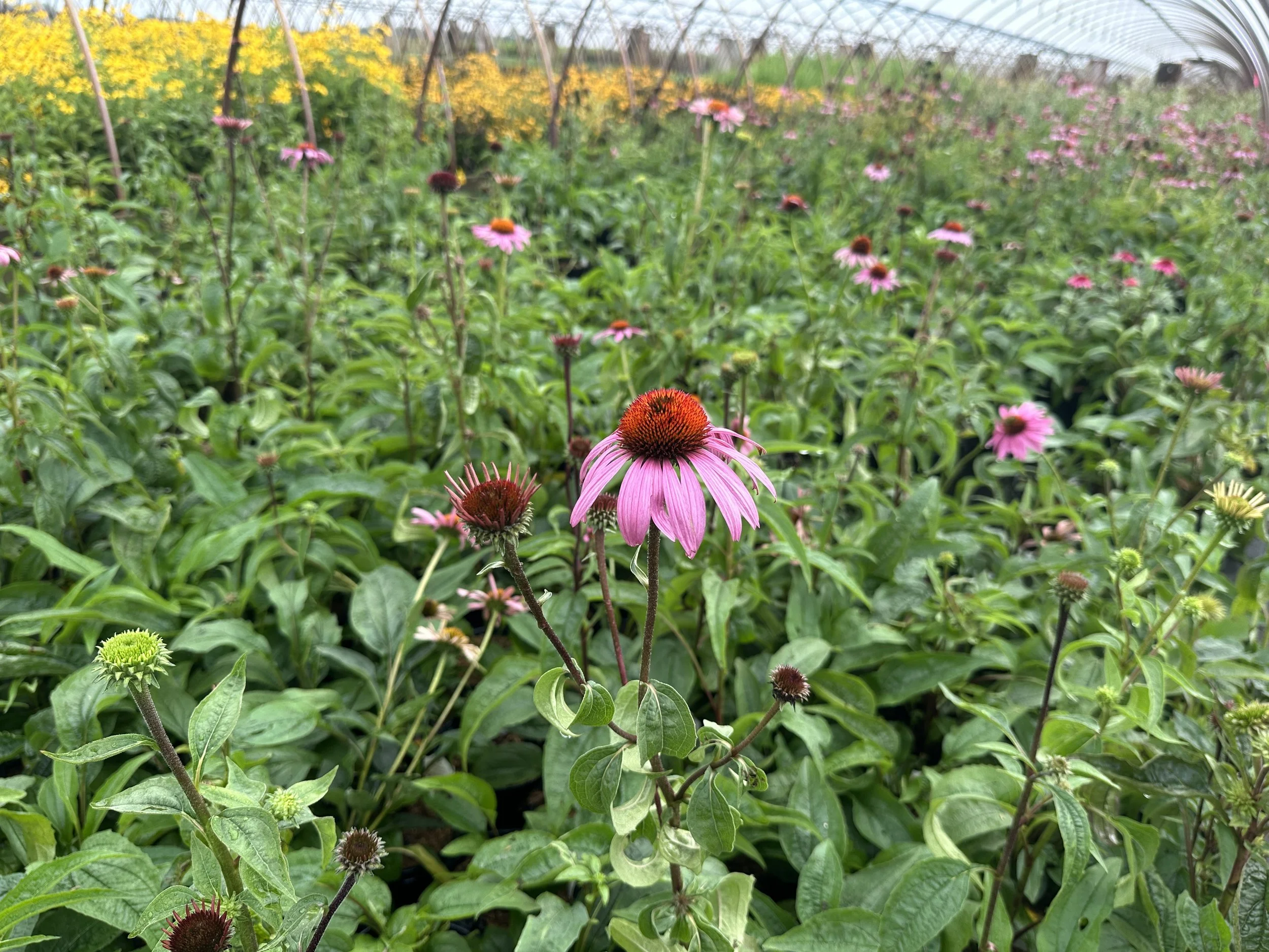 Echinacea purpurea 'Magnus'