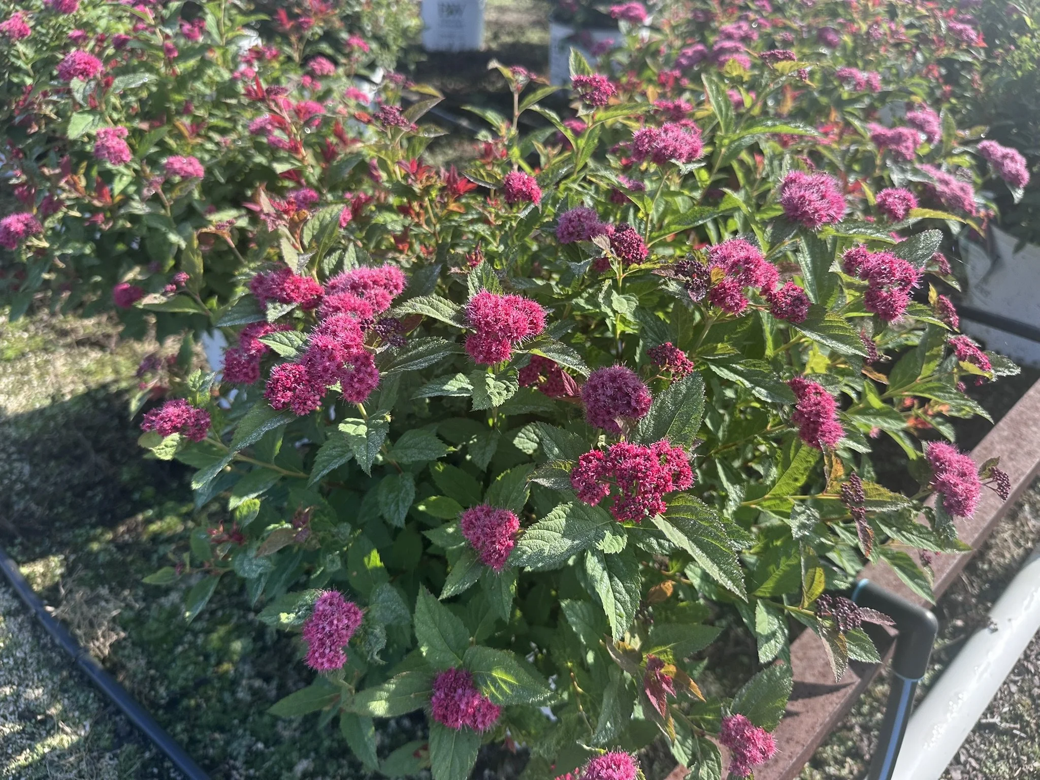 Spiraea japonica Double Play Doozie® 'NCSX2' PP30953